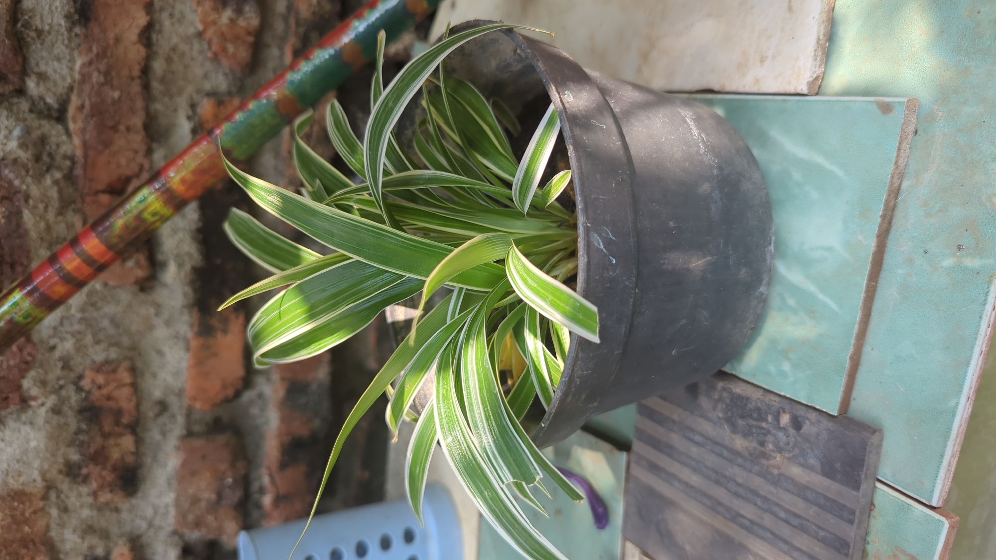 An indoor potted spider plant with variegated green and white leaves is situated on a surface made of various tiles. Behind the plant, a brick wall serves as the backdrop, and a vibrantly painted pole with red, yellow, and green stripes is visible in the upper right portion of the image. The plant is in a black plastic pot. The overall scene suggests a domestic setting, possibly a yard or balcony in Penjor, Indonesia.