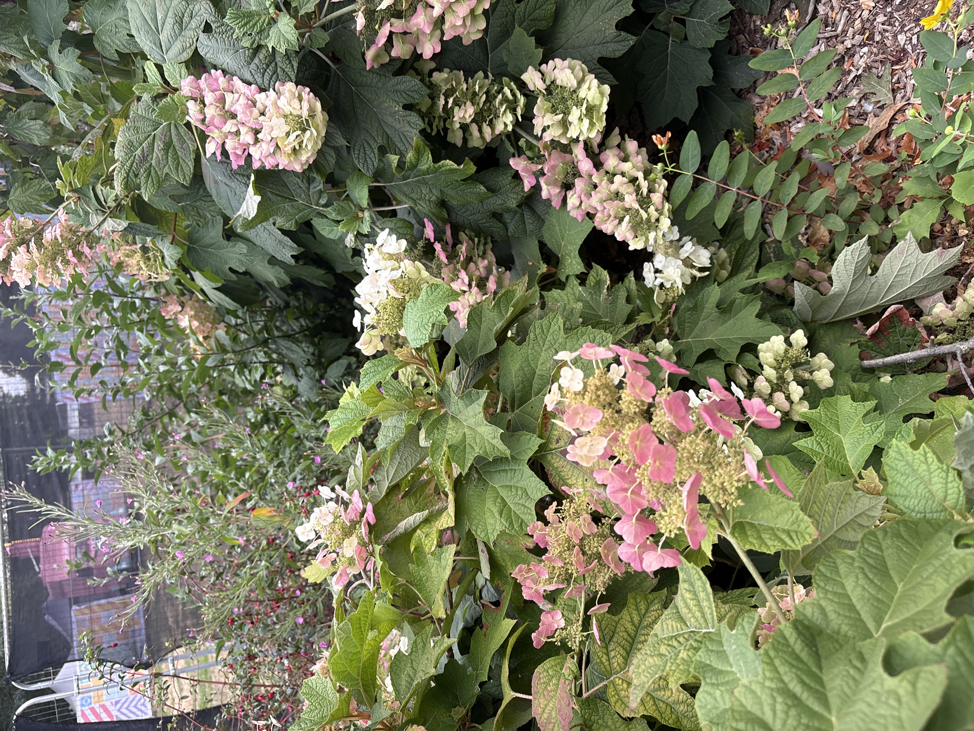 This image shows a close-up view of flowering plants with large green leaves and clusters of pink and white blooms. The foreground is dominated by lush foliage and floral arrangements. In the background, a black mesh fence is visible, with some colorful, abstract artwork or signage displayed behind it. The overall impression is of a garden setting, possibly at an outdoor event or public space. The location provided is Chelmsford, United Kingdom.