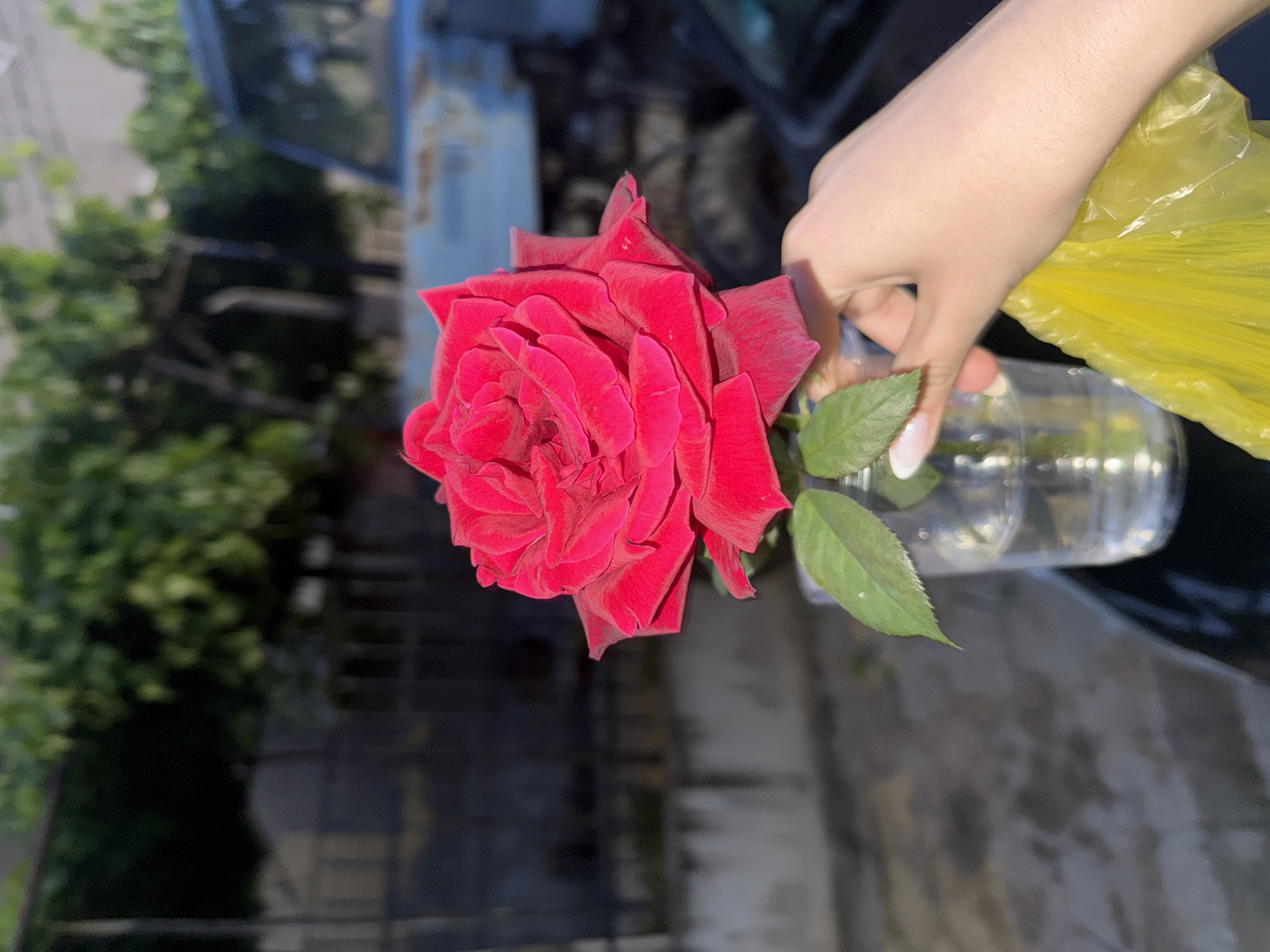 In Pokrovnik, Bulgaria, a close-up, eye-level shot focuses on a vibrant red rose held by a person's hand. The rose, with its velvety petals unfurling, is the central subject, positioned slightly to the left of the frame. A clear glass containing water holds the rose's stem, with two green leaves visible below the bloom. The hand, with manicured nails painted in a light shade, gently supports the rose. To the right of the hand, a crinkled yellow plastic bag is visible. The background is blurred, suggesting an outdoor setting with hints of green foliage from trees and a rustic, possibly blue, weathered structure, possibly a vehicle or part of a building. The lighting indicates it is daytime, with sunlight casting shadows.