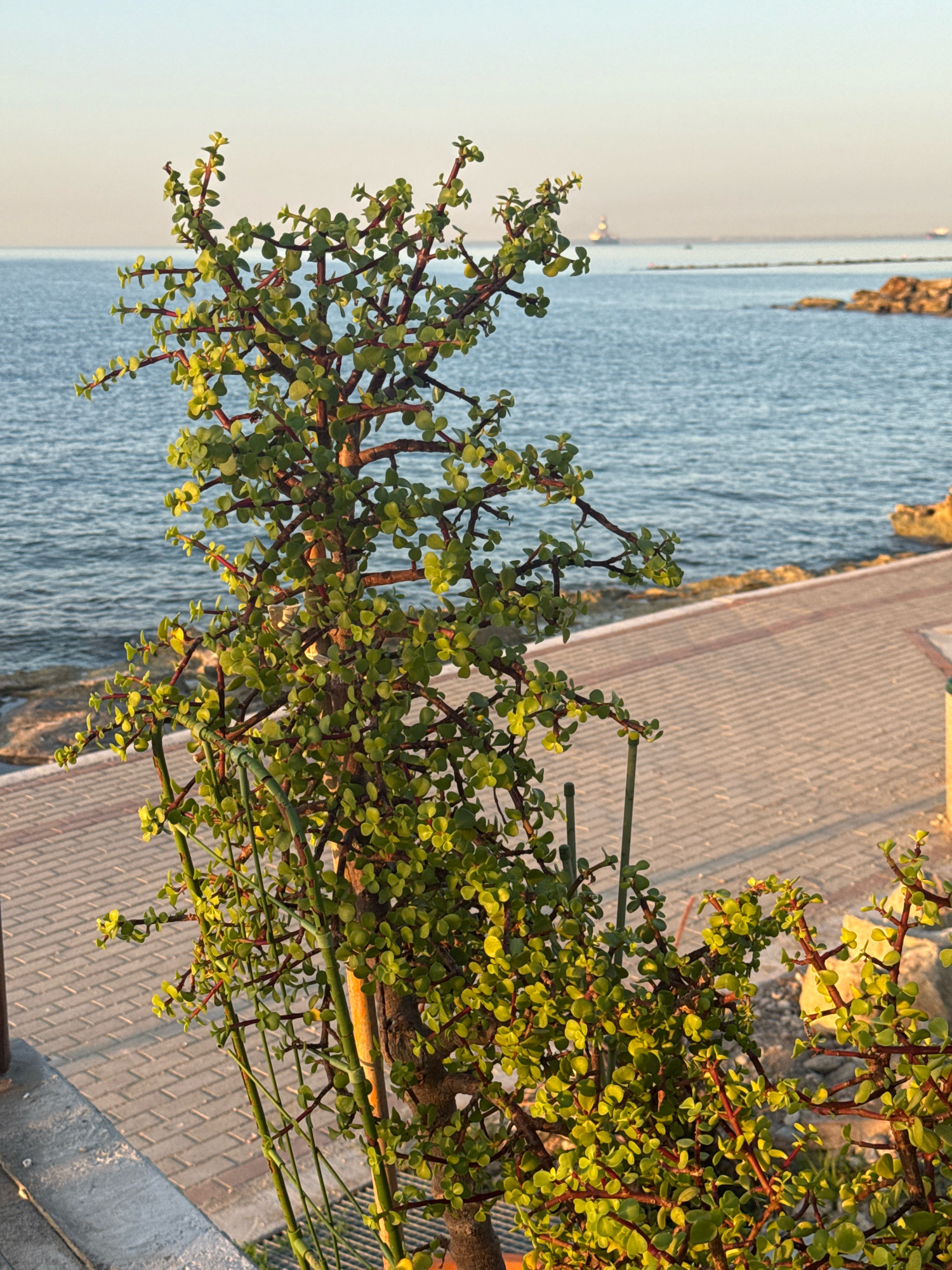 An outdoor, eye-level, medium shot captures a jade plant in the foreground, its numerous green, oval leaves and reddish-brown branches illuminated by the golden hour sun. The plant is supported by thin green stakes. Behind the plant, a paved walkway with a herringbone pattern extends towards the sea. The sea itself is a calm, deep blue, meeting a rocky shoreline. In the distance, the horizon is hazy, with faint outlines of structures on the water, possibly ships or buoys. The sky above is a pale blue, transitioning to a warmer tone near the horizon. The scene suggests a tranquil setting in Agios Tychona Community, Cyprus, likely a coastal promenade.