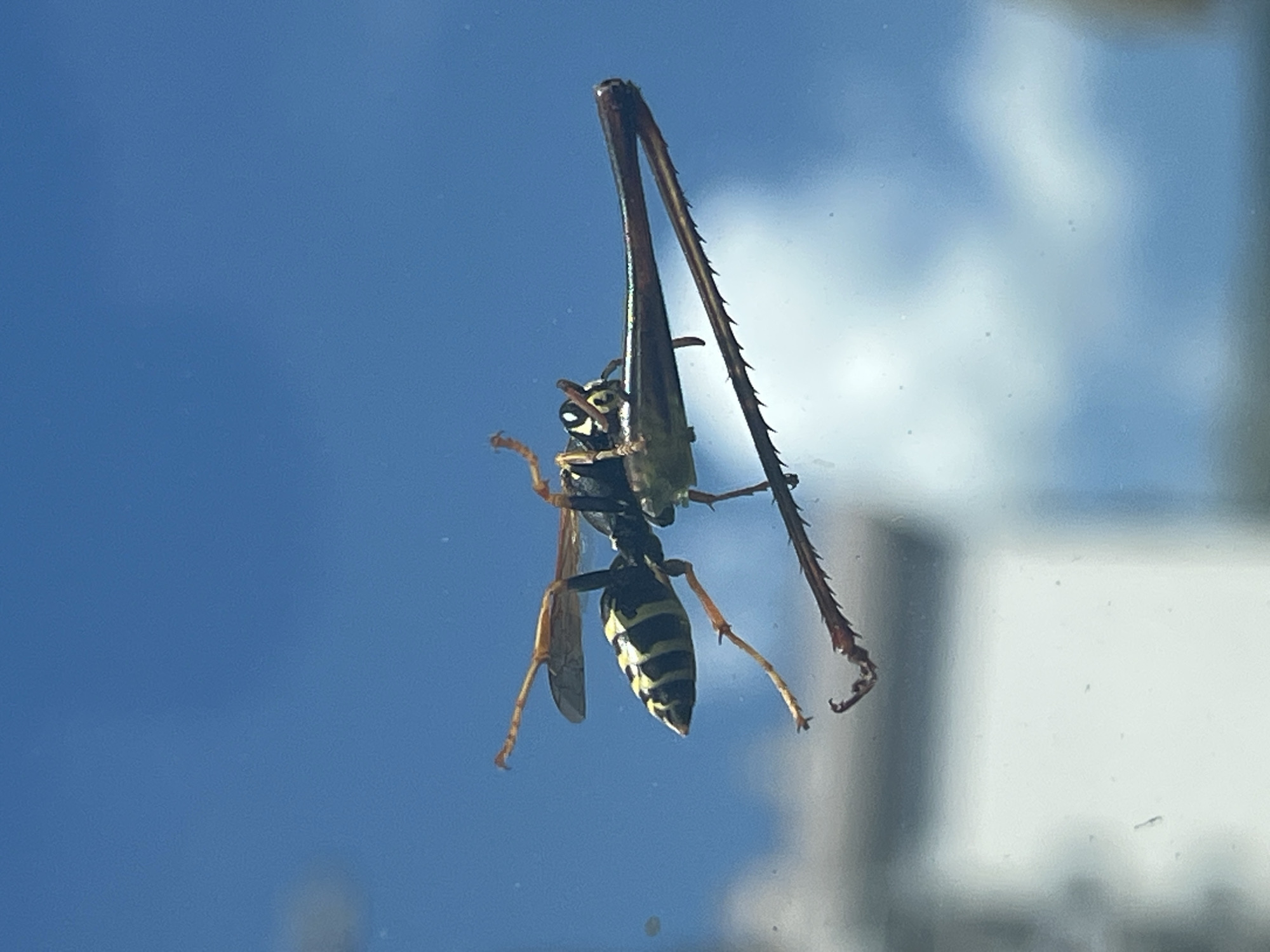 A wasp, identified as a yellowjacket, is shown from a low angle clinging to what appears to be a windowpane. The wasp is predominantly black and yellow with distinct striped patterns on its abdomen. Its legs are splayed, with the hind legs appearing particularly long and spiky. The wasp is grasping a dark-colored insect leg, possibly from a grasshopper or cricket, which extends horizontally across the frame. The background is a clear blue sky with some blurred white clouds and hints of a building structure below. The scene is set against the backdrop of a sunny day. The specific location in Budva, Montenegro, cannot be determined from the image alone.
