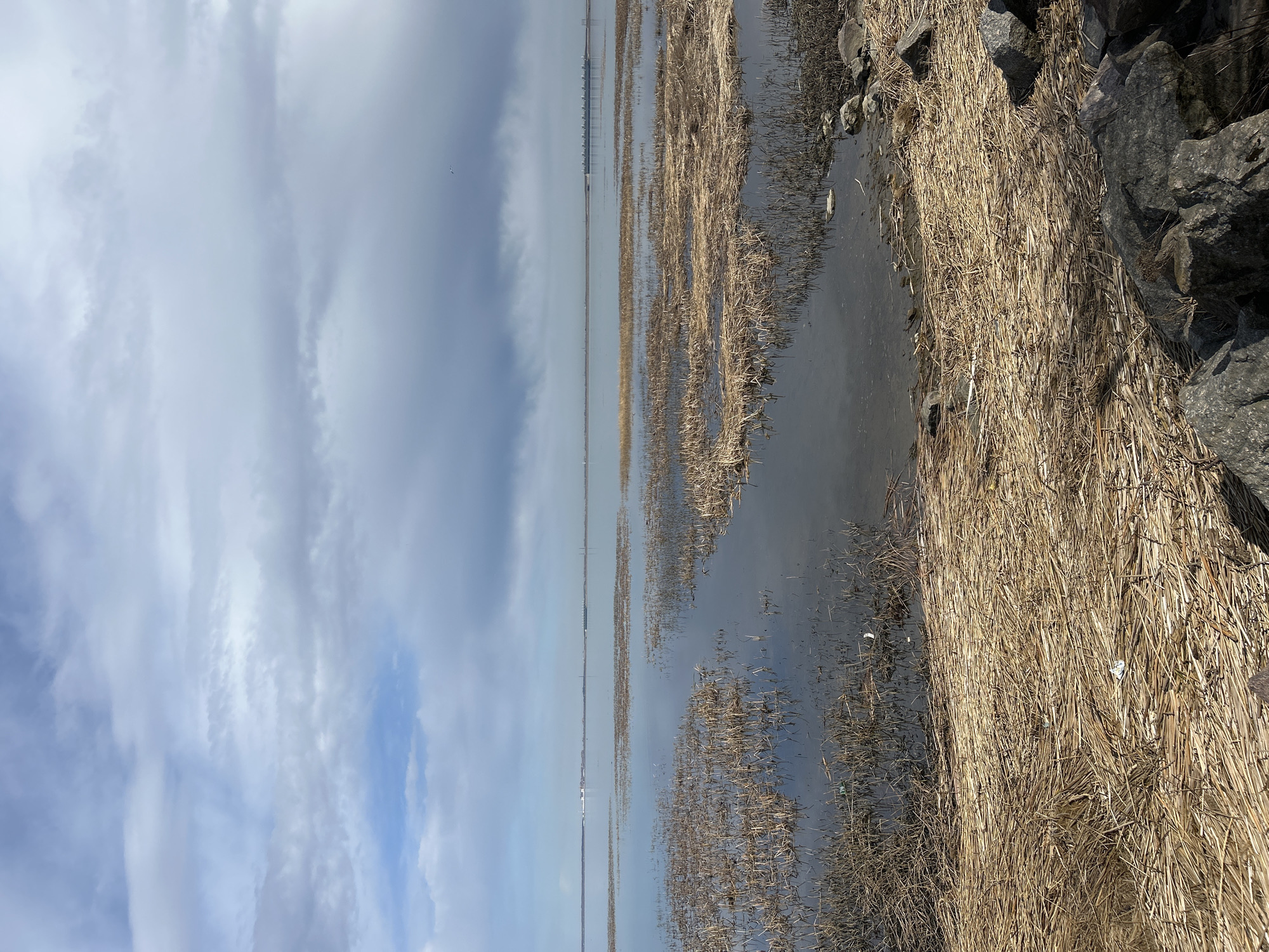 The image depicts a wetland landscape under a cloudy sky. Patches of dry, straw-colored reeds are interspersed with shallow water. Rocks are seen on the right side of the frame. A long, low structure appears on the horizon. The location is identified as Unknown, Unknown.