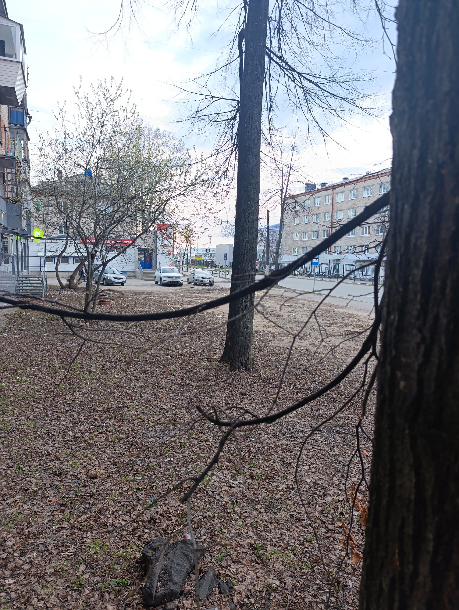 The image, taken in the city of Chaikovsky, Russia, shows an outdoor urban scene. The foreground is dominated by trees, one in sharp focus on the right and others further back. The ground is covered in fallen leaves, scattered twigs, and some sparse vegetation. A dark rock or debris is visible near the bottom left.
In the middle ground, across a narrow street or road, are a few parked cars in front of a multi-story building which appears to be a store or commercial establishment with a green sign. Further down the road is another apartment building. The sky is overcast and grey.
There are no people clearly visible in the image. The overall environment suggests a quiet residential or commercial area during the transition between seasons, likely early spring or late autumn, evidenced by the bare trees and fallen leaves. The focus and framing create a sense of distance between the viewer and the buildings across the street.