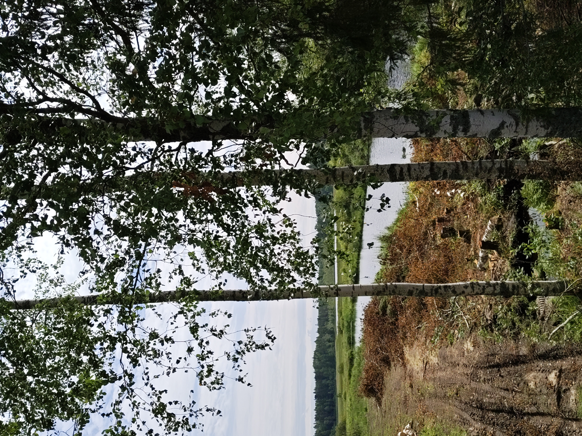 The image captures a serene natural scene with several birch trees in the foreground, their white bark and green leaves contrasting with the dappled sunlight and blue sky. To the left, a muddy track with tire treads suggests recent vehicle activity. Beyond the track lies a body of water, possibly a river or lake, with dense green foliage bordering its far bank. A pile of dried branches and cut logs is visible on the bank of the water body. The background reveals a distant forest, indicating a rural or wilderness setting. This location is within the city of Dorishchi, Russia.