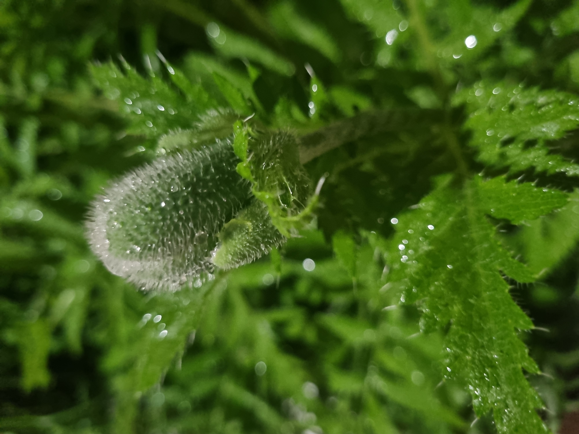 The image provides a close-up, macro view of a nascent plant bud, likely a poppy, surrounded by its vibrant green foliage. The central subject is an elongated, pale green bud covered in dense, fine, white, fuzzy hairs. Numerous tiny, sparkling water droplets cling to these hairs and the bud's surface, indicating recent rain or heavy dew.
The bud is diagonally positioned within the frame, with its base extending towards the top right. Surrounding it are deeply lobed or serrated leaves, also a vivid green. These leaves share the textured characteristic of the bud, appearing to have fine hairs or small spines along their edges and surfaces, which are likewise beaded with glistening water droplets.
The background is a soft, diffused blur of additional green foliage, creating a bokeh effect with numerous circular highlights. These highlights are likely reflections of light off more water droplets deeper within the plant structure. The lighting is gentle and even, emphasizing the intricate textures and the fresh, wet appearance of the plant.
The scene suggests an outdoor natural environment, possibly in an overcast condition, or during early morning or late evening. The image captures a moment of natural beauty and freshness. There is no visible text, and no human activity is depicted. While the location context is Kemul, Russia, the image itself does not contain specific geographical markers beyond the plant life.