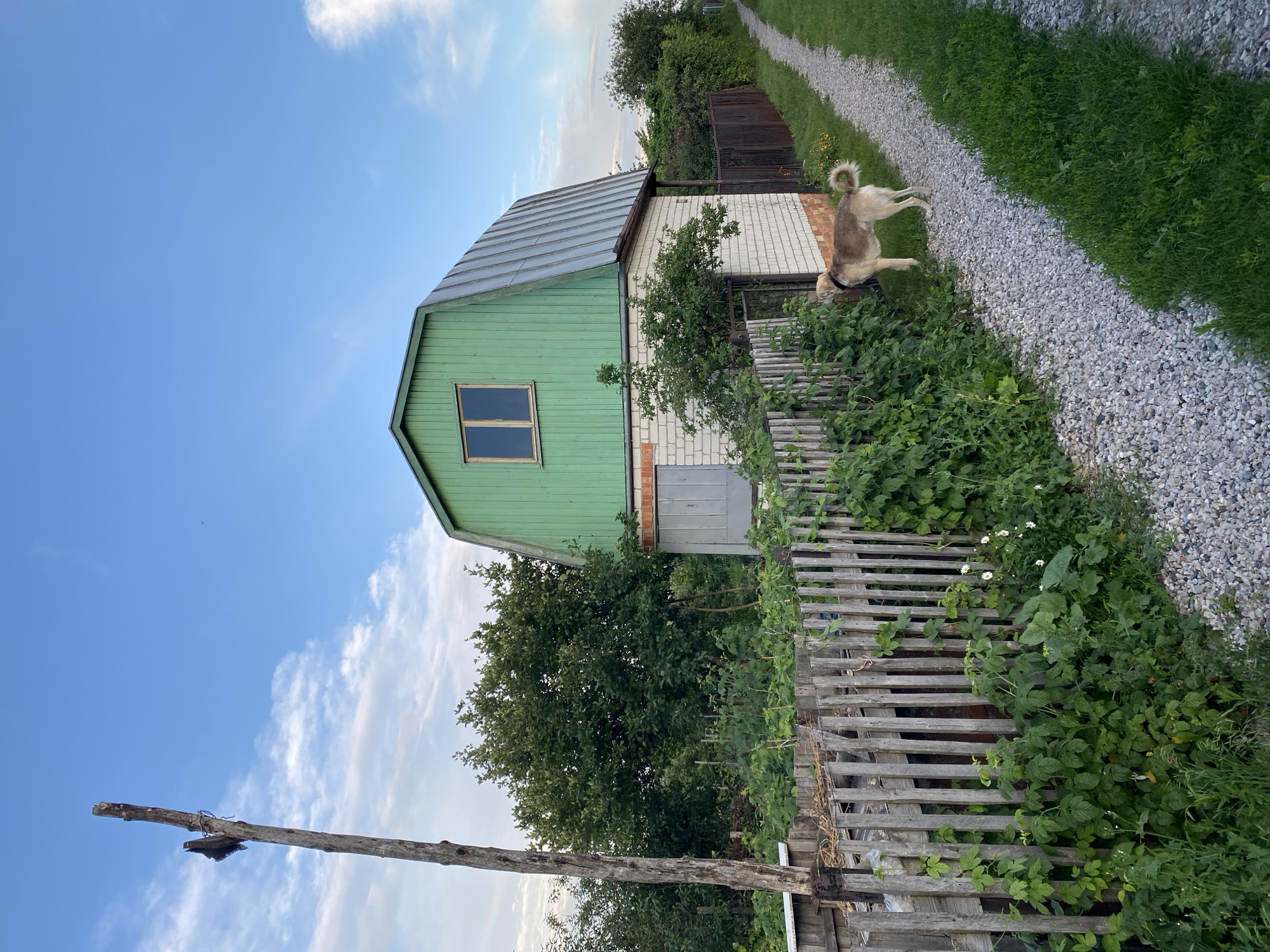 This is a vertically oriented outdoor photograph taken in Oktyabr'skii, Russia. The scene depicts a rural setting with a house, a dog, and a gravel path.
The house is a two-story structure with a green upper level and a white brick lower level. It has a metal roof and a single window on the upper green section. Adjacent to the house is a weathered wooden fence overgrown with greenery. To the right of the house, a light-colored dog with a curly tail is standing on a gravel path. The path is bordered by green grass and more dense vegetation. In the background, there are trees and more of the wooden fence. A wooden post with some twine and debris attached stands in the foreground to the left, against a bright blue sky with scattered white clouds.
The lighting suggests it is daytime, possibly late afternoon or early evening, given the soft light. The overall atmosphere is peaceful and serene, evoking a sense of countryside living. There is no visible text in the image.