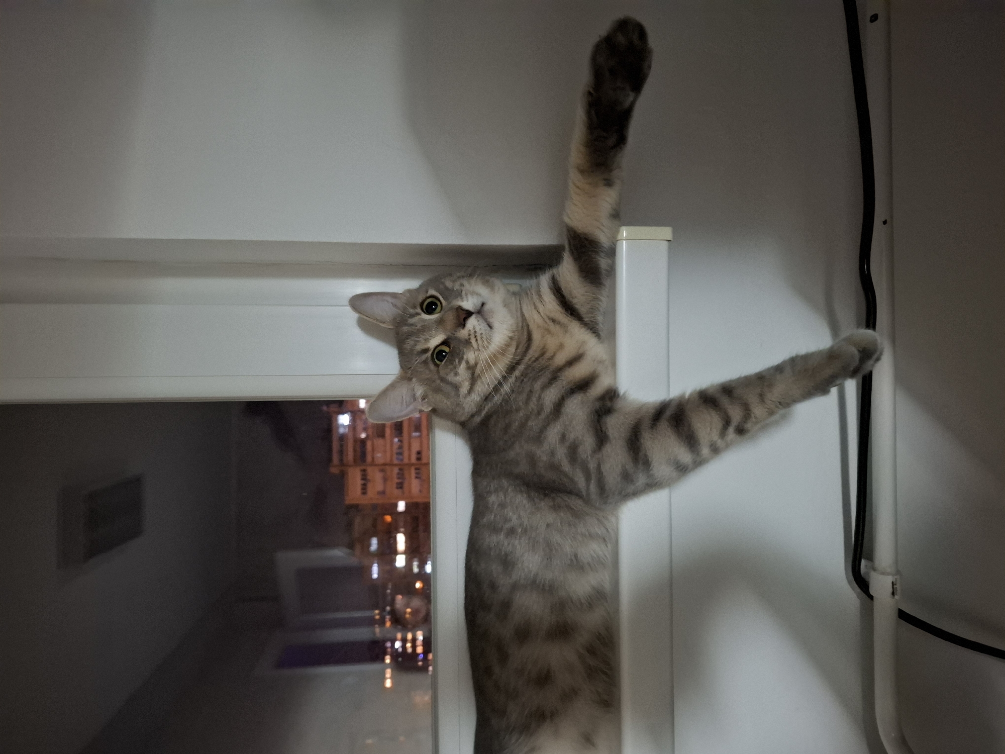 A gray tabby cat with prominent stripes and spots is positioned horizontally on a white window sill. Its head is turned towards the camera, displaying wide, light-colored eyes with dilated pupils focused slightly upwards. The cat's right front paw extends straight out from its body, reaching beyond the edge of the sill. Through the window behind the cat, a blurred nighttime cityscape of Novi Sad, Serbia, is visible, characterized by illuminated windows in multiple-story buildings. Below the window sill, a white conduit and multiple black electrical cables are secured against a light-colored wall. No human figures are present.