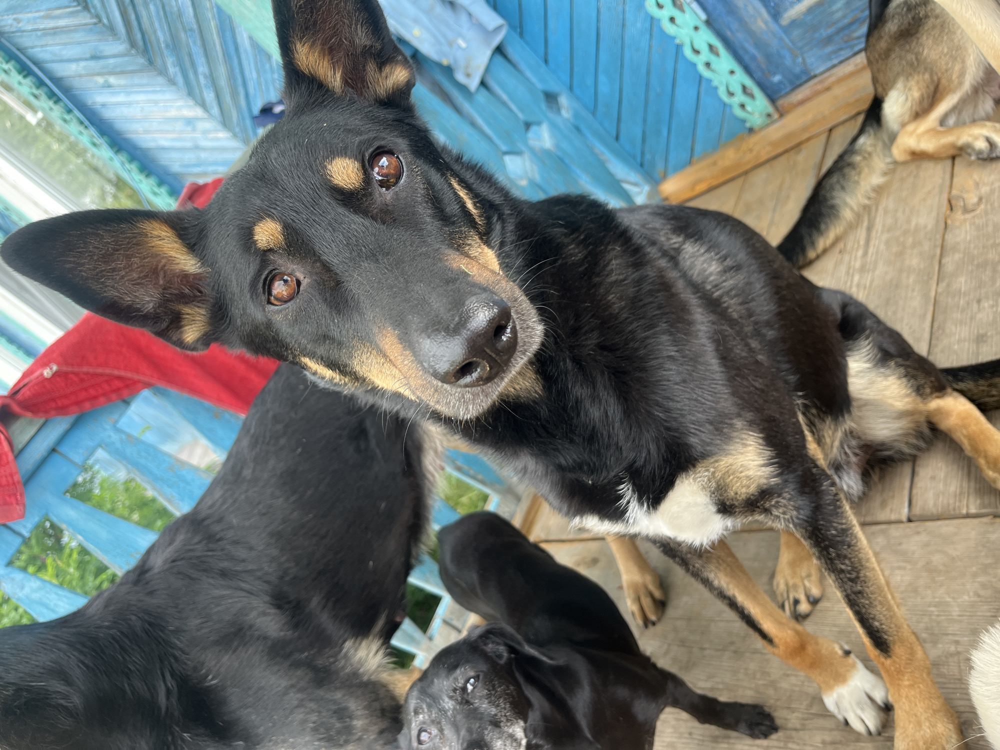 A group of dogs are gathered on a wooden porch, possibly in a yard, given the presence of greenery visible through the slatted blue railing. The main subject is a black and tan dog looking directly at the camera with curious, expressive brown eyes. Its ears are perked, and its gaze suggests alertness. Behind and to the side, other dogs are visible, including one primarily black dog whose back is to the camera, and another smaller black dog in the foreground, also looking towards the viewer. A third dog, with lighter brown fur, is partially visible in the background.
The setting appears to be outdoors, with a weathered wooden floor and a blue painted railing. The time of day is likely daytime, indicated by the natural light illuminating the scene. The presence of multiple dogs suggests they are either pets or part of a shelter or rescue situation. There are no visible people, text, or specific indications of the weather, but the overall impression is one of a casual, relaxed gathering of animals. The dogs' expressions, particularly the main subject's, convey a sense of inquiry and perhaps a touch of shyness. The scene is set in Nizhny Tagil, Russia.