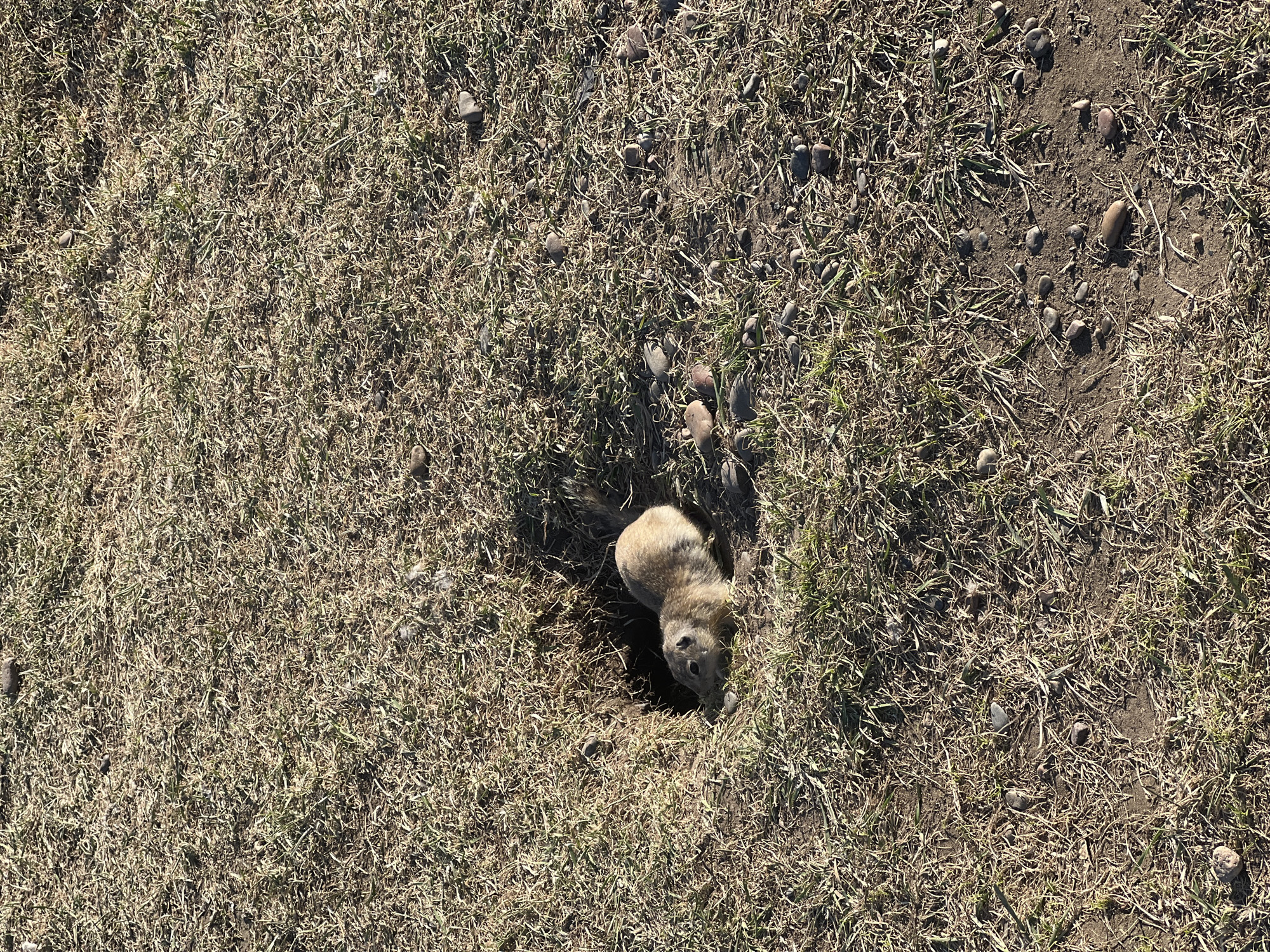 The image captures an aerial view of a ground squirrel emerging from its burrow in a grassy, outdoor environment. The primary subject is a small, light brown ground squirrel, with darker markings, positioned in the lower-right quadrant of the frame. It is partially visible, with its head and most of its body out of a dark, circular hole in the ground, looking towards the right.
The scene is dominated by a ground cover consisting mainly of dry, light brown grass, intermingled with patches of greener grass. Numerous small, grey and brown rocks are scattered across the terrain, particularly visible in areas where the soil is more exposed around the burrow and towards the right side of the image. The ground around the burrow entrance appears to be bare earth.
The activity depicted is the ground squirrel either emerging from or retreating into its underground home, seemingly observing its surroundings. The bright, clear lighting suggests it is daytime, likely a sunny day, as evidenced by subtle shadows cast by the rocks and grass. There are no people or man-made objects visible, emphasizing a natural habitat. The setting is a grassy field or open area. There is no visible text in the image. The location context provided is Krasnoyarsk, Russia.