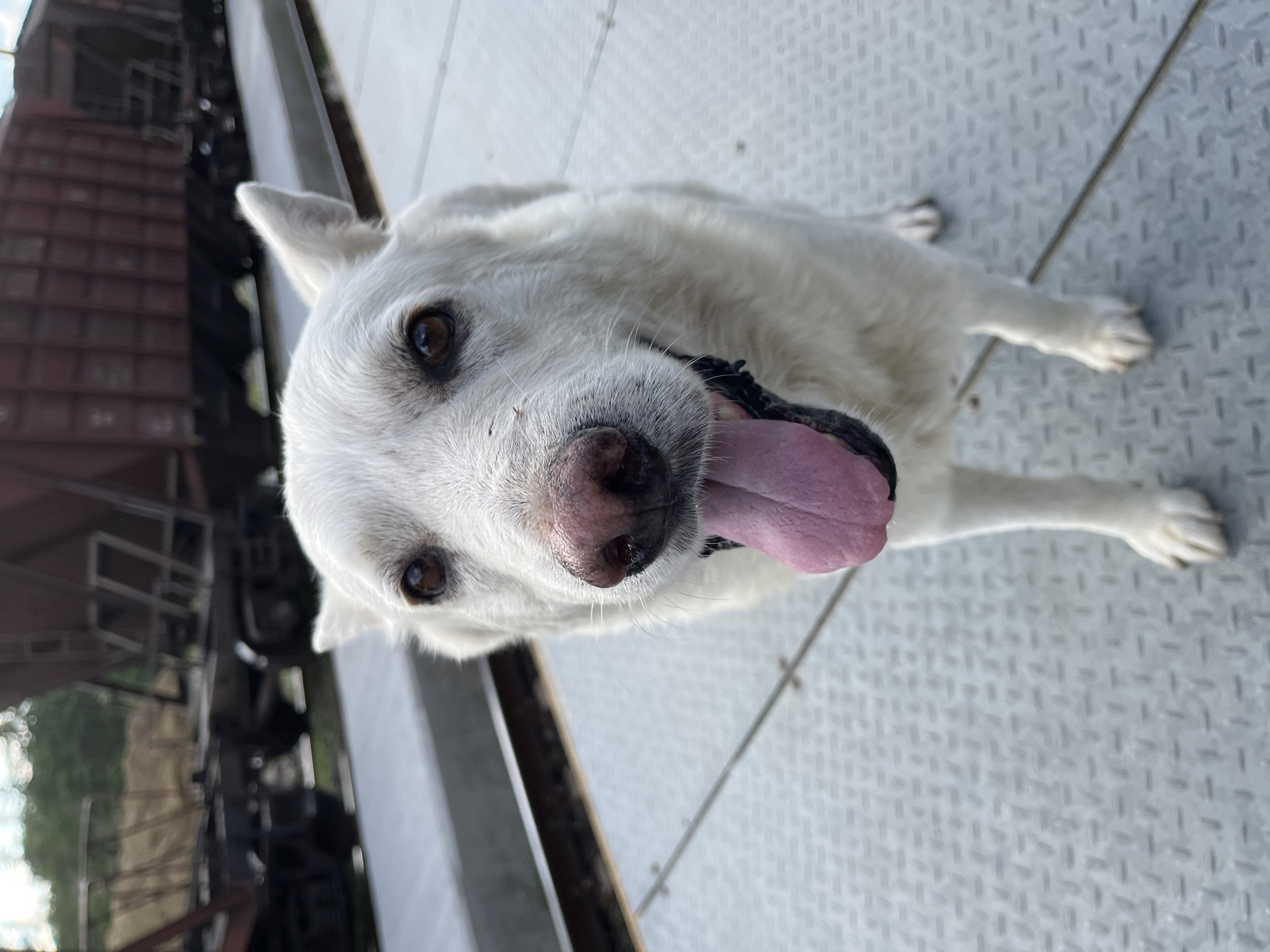 A medium-sized, white dog with dark brown eyes and a pink nose stands on a grey, textured metal platform. The dog's mouth is open, and its pink tongue is hanging out. In the background, several dark red train cars are parked on tracks. The scene appears to be at a train station in Ureki, Georgia, a seaside resort town known for its magnetic black sand beaches. The lighting suggests it is daytime, possibly overcast, with a soft, diffused light. The focus is on the dog, with the train and surroundings appearing slightly blurred.