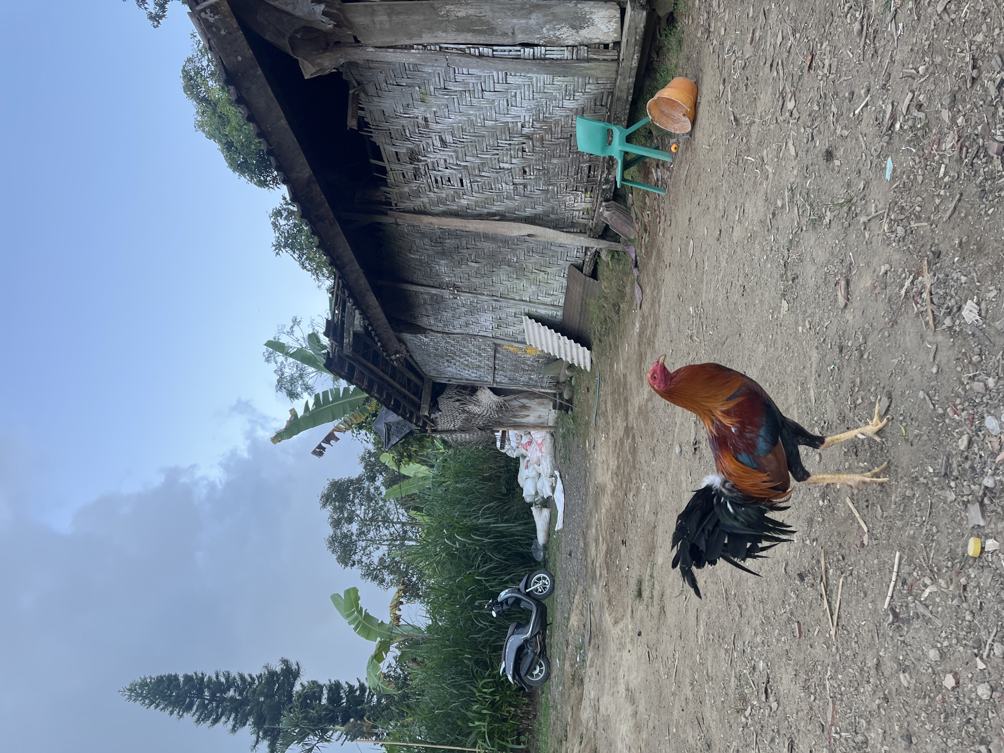 A rooster stands in the foreground of a dirt yard in Petang, Indonesia. The rooster is facing left, with its head turned towards the viewer. Its body is a mix of reddish-brown and black feathers, with a bright red comb and wattles. Behind the rooster, a motorcycle is parked next to a pile of white sacks. To the right of the motorcycle, a rustic wooden structure with a woven bamboo wall stands. A green plastic chair and an orange bucket are positioned in front of the structure. Banana trees and tall grass are visible in the background, under a cloudy sky.