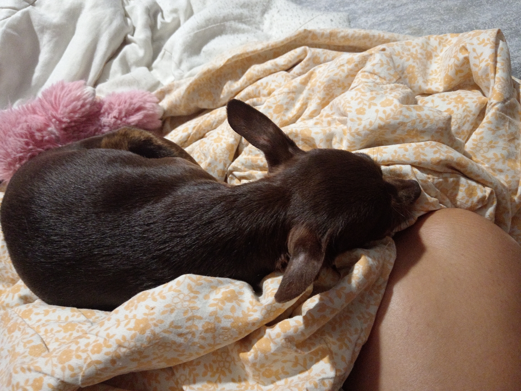 A dark brown dog is curled up on a patterned blanket with a white sheet in the background. The dog's head is resting on the blanket, and its ears are pointed upwards. To the left of the dog, there are two fluffy pink objects. A person's leg is visible on the right side of the image, partially covered by the blanket. The scene appears to be indoors, likely in a bedroom. The location is Novopokrovka, Russia.