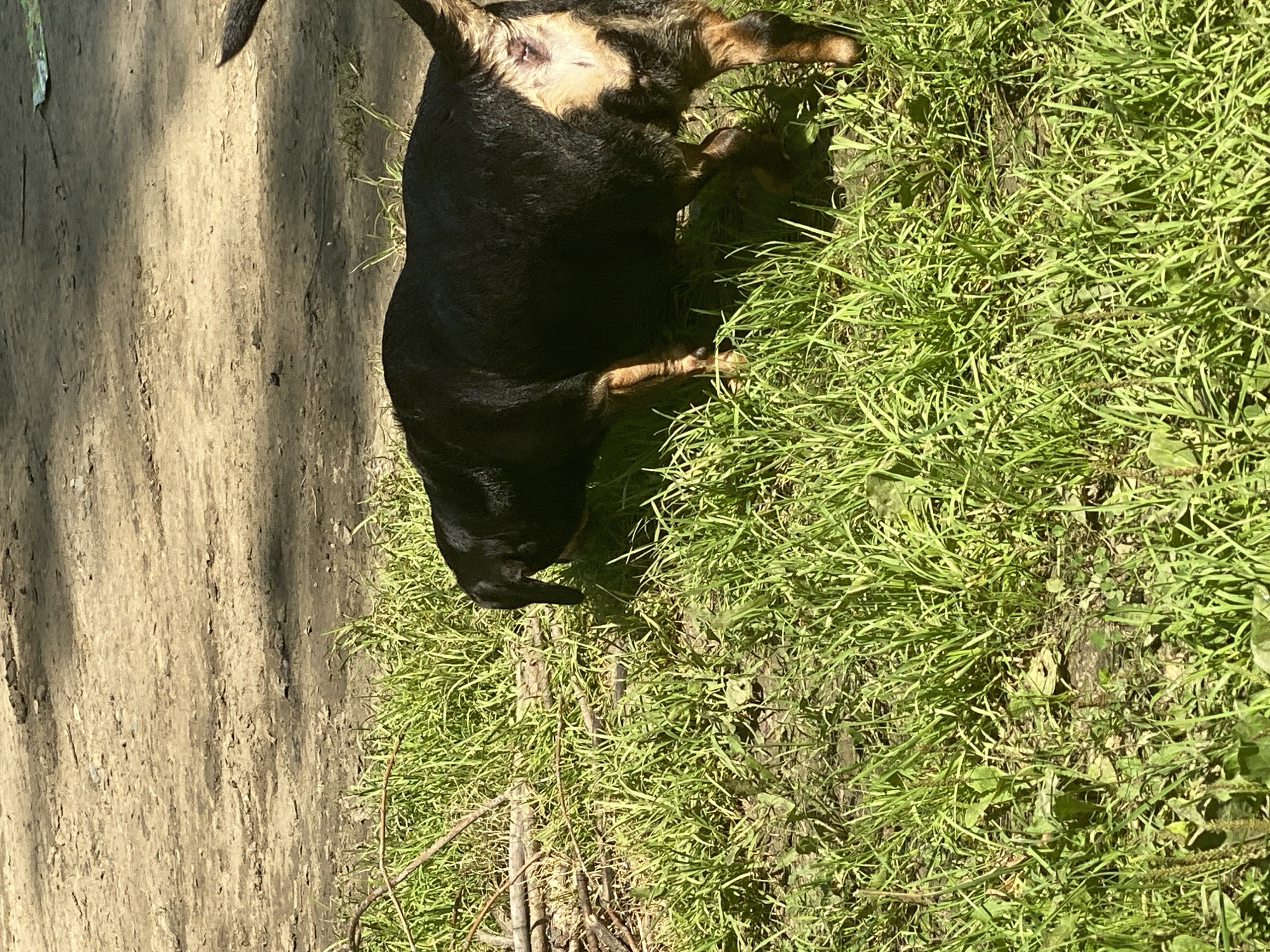 A black and tan dog is shown from behind, sniffing the ground in a grassy area. The dog's hindquarters are visible, with its tail pointing upwards. The ground behind the dog is a patch of dry, dirt ground with some shadows cast across it. The image appears to be taken outdoors on a sunny day. There are no people or identifiable landmarks present to indicate a specific location in Novokuznetsk, Russia.