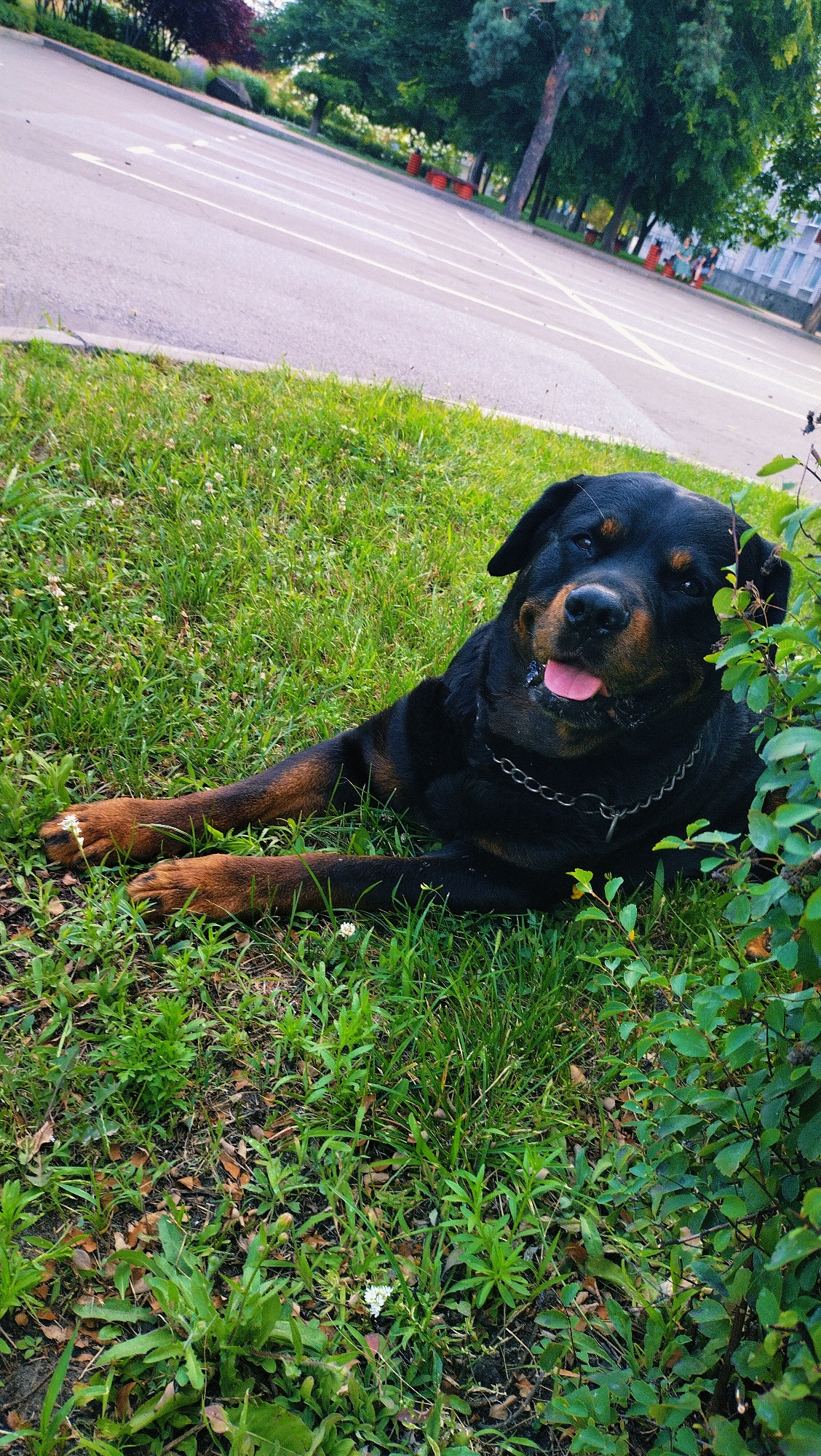 A Rottweiler dog with a silver chain collar lies on its side in the grass. The dog is black with tan markings on its legs and face. Its tongue is hanging out. Behind the dog, there is a paved area with white lines, suggesting it is a parking lot or a road. Trees and some buildings are visible in the background. The overall scene appears to be an outdoor public space, possibly a park or a street in the city of Horishni Plavni, Ukraine.