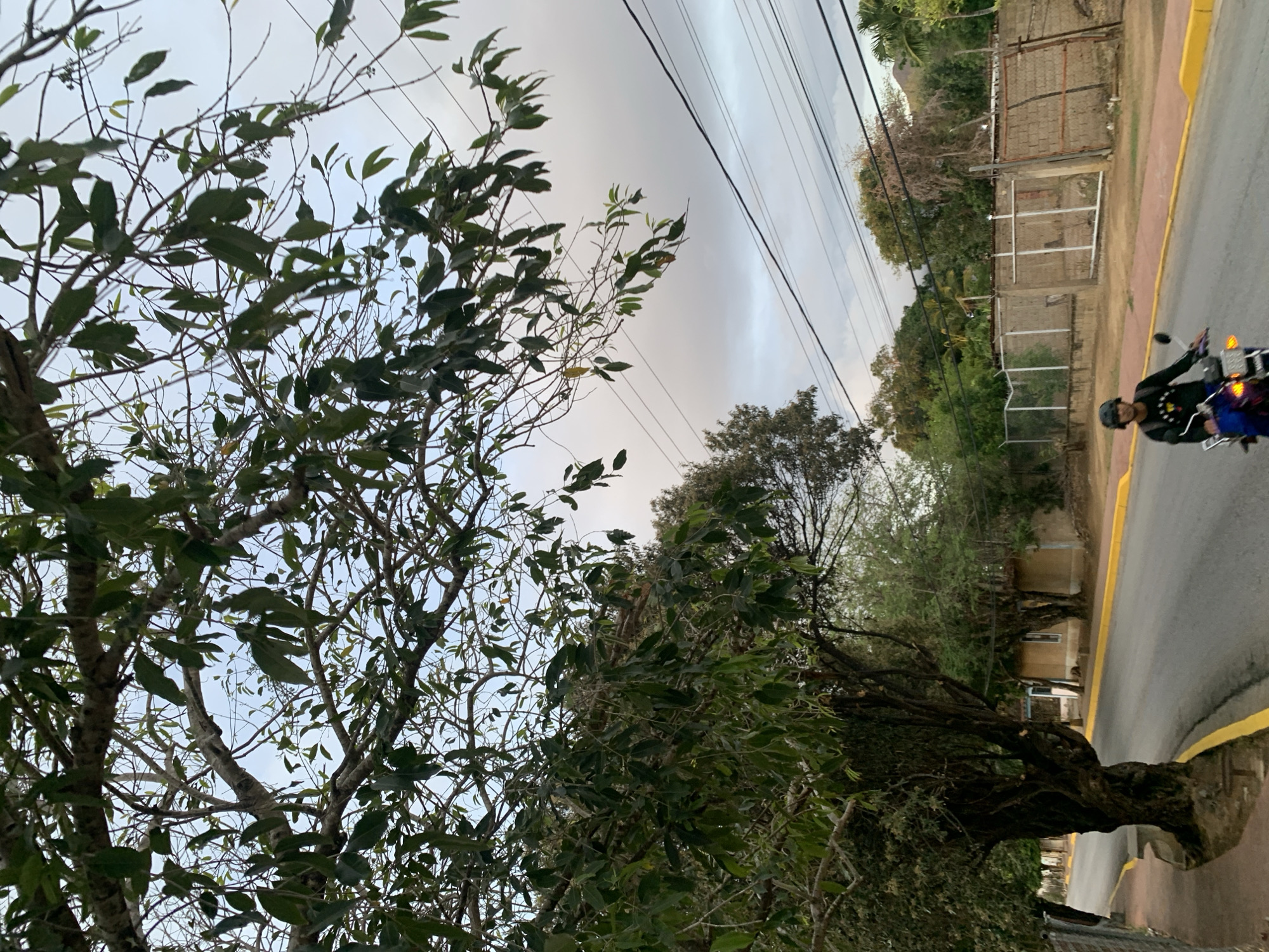 This image presents an outdoor street scene in La Tagua, Venezuela, viewed from a low angle, looking upwards and across. The primary focus is on the lush natural environment and a moving vehicle.
In the foreground and spanning the left and central portions of the frame, a dense canopy of green leaves and intertwining branches from several trees fills much of the view. The foliage appears vibrant and thick, characteristic of a tropical or subtropical climate.
To the right, an asphalt road with a distinct yellow-painted curb runs parallel to the visual plane, gently curving away. A person wearing a dark helmet and a dark jacket, featuring a prominent white emblem on the back, is riding a blue and black motorcycle down this road. The motorcycle displays some illuminated lights, possibly tail lights or indicators, as it moves away from the viewer.
Behind the road and some of the trees, a faded concrete block wall, partially broken with visible metal framework or rebar, forms a barrier, hinting at a property line. Further in the background, more trees and greenery extend into the distance. Overhead, multiple black power lines stretch across the expanse of a light grey, overcast sky, indicating a cloudy day or a time of day with diffused light, such as early morning or late afternoon.
The scene captures a routine moment of transportation within a verdant, possibly residential or semi-rural, setting. There is no visible text in the image.