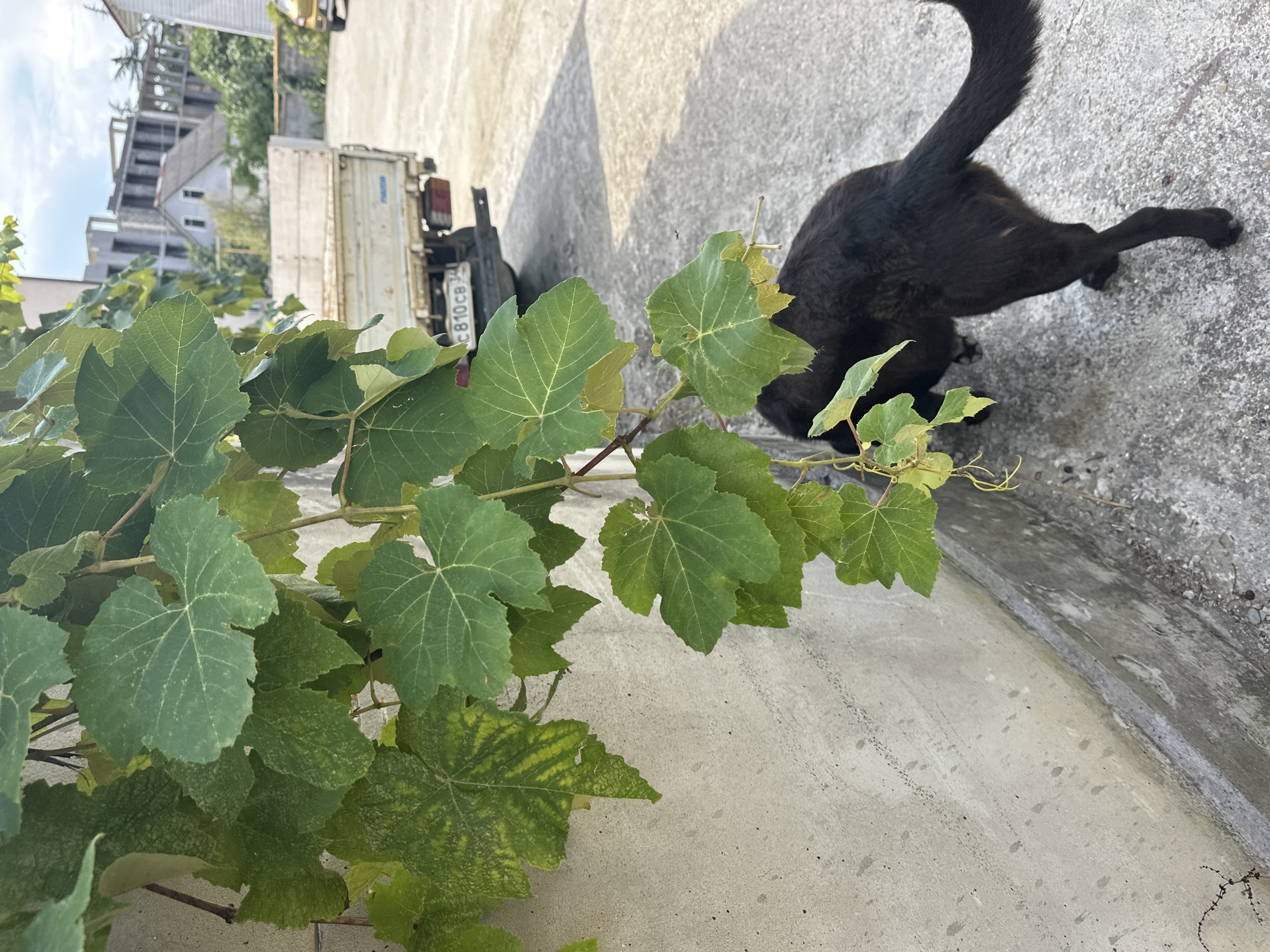 In Sochi, Russia, a black dog is sniffing the ground near a concrete wall. The dog is a medium-sized breed with dark fur and a long tail. It is facing away from the camera, with its head down and its body slightly bent. The concrete wall is rough and textured, with some moss and vines growing on it. In the background, a white truck with a license plate that reads "E 810 CB 34" is parked on a paved area. Beyond the truck, there are buildings under construction, trees, and a bright sky. The scene appears to be an outdoor area, possibly a yard or a street, with a mix of natural and urban elements.