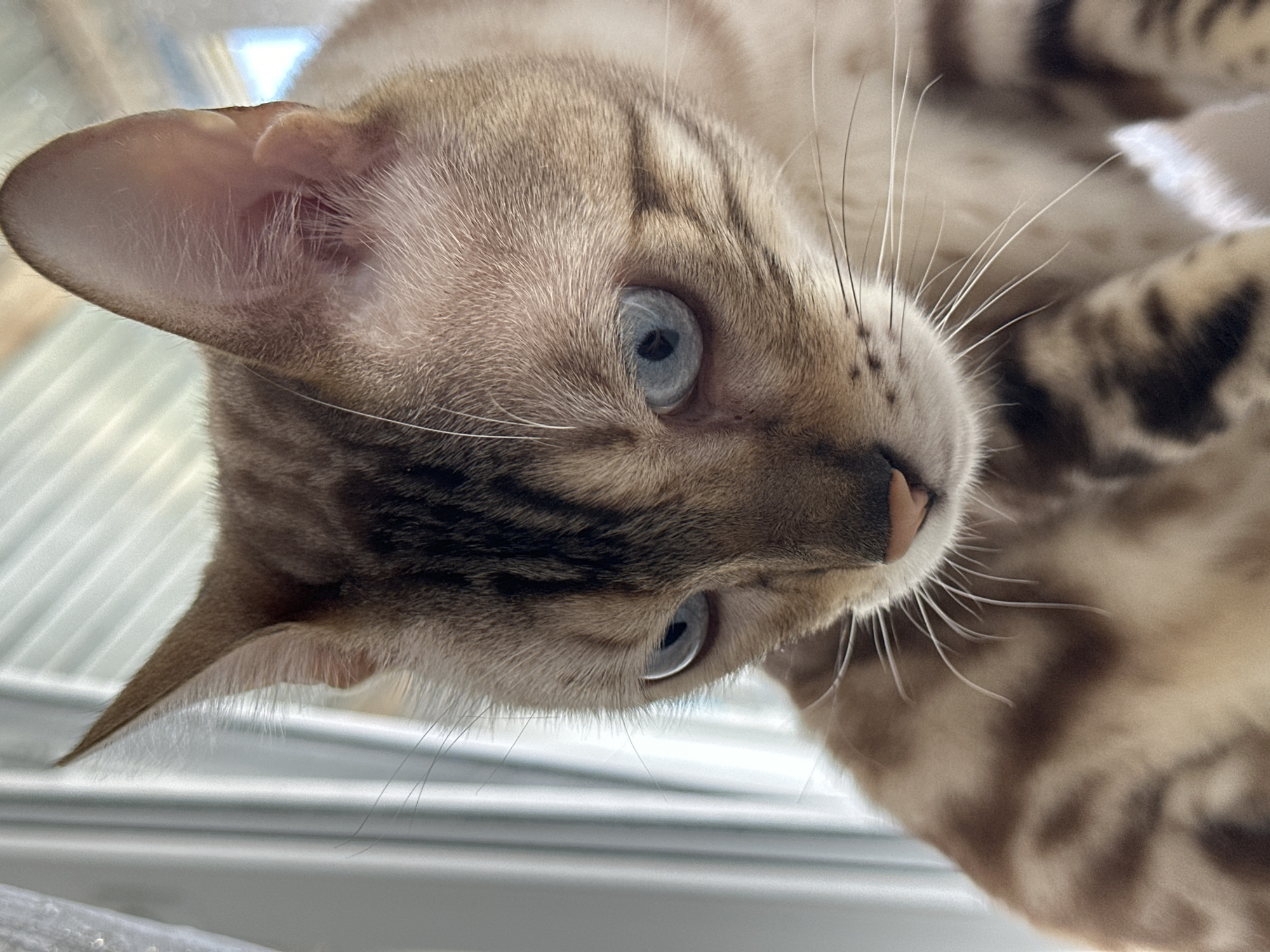 This is a close-up, eye-level, portrait-style, vertical, indoor photograph of a Bengal cat's face. The cat is predominantly brown with darker brown markings. It has striking blue eyes and a pink nose. The background consists of vertical white blinds. The cat's head is tilted downwards and to the left, with its gaze directed at a point below the frame. The cat's fur appears soft and well-groomed. The lighting suggests it is daytime, with natural light coming from the left. There are no people present in the image. The scene is a domestic indoor environment. The city of Energetik, Russia is not depicted or suggested in this image.