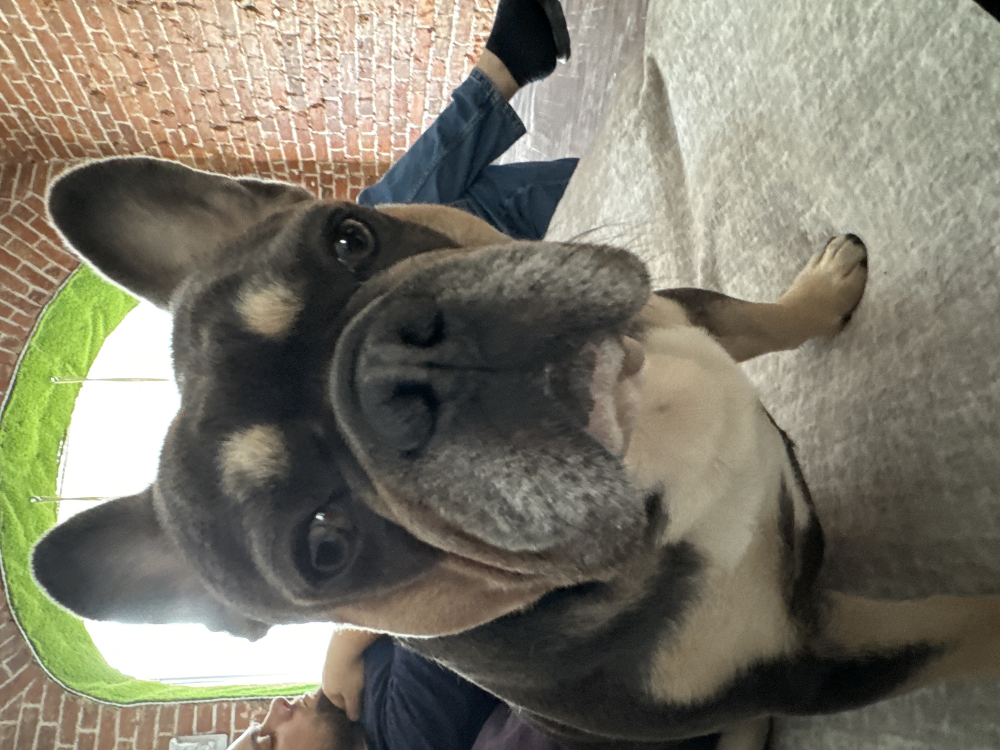 The image shows a close-up of a French bulldog's face, with its body extending out of frame. The dog is positioned in the foreground, looking directly at the camera. In the background, a person is visible lounging on a couch, with their head resting on their arm. The person is wearing a dark blue shirt and blue jeans. The environment appears to be indoors, with a brick wall and a window with a green, moss-like decoration visible behind them. The overall impression is a candid shot of a pet with its owner in a relaxed setting.