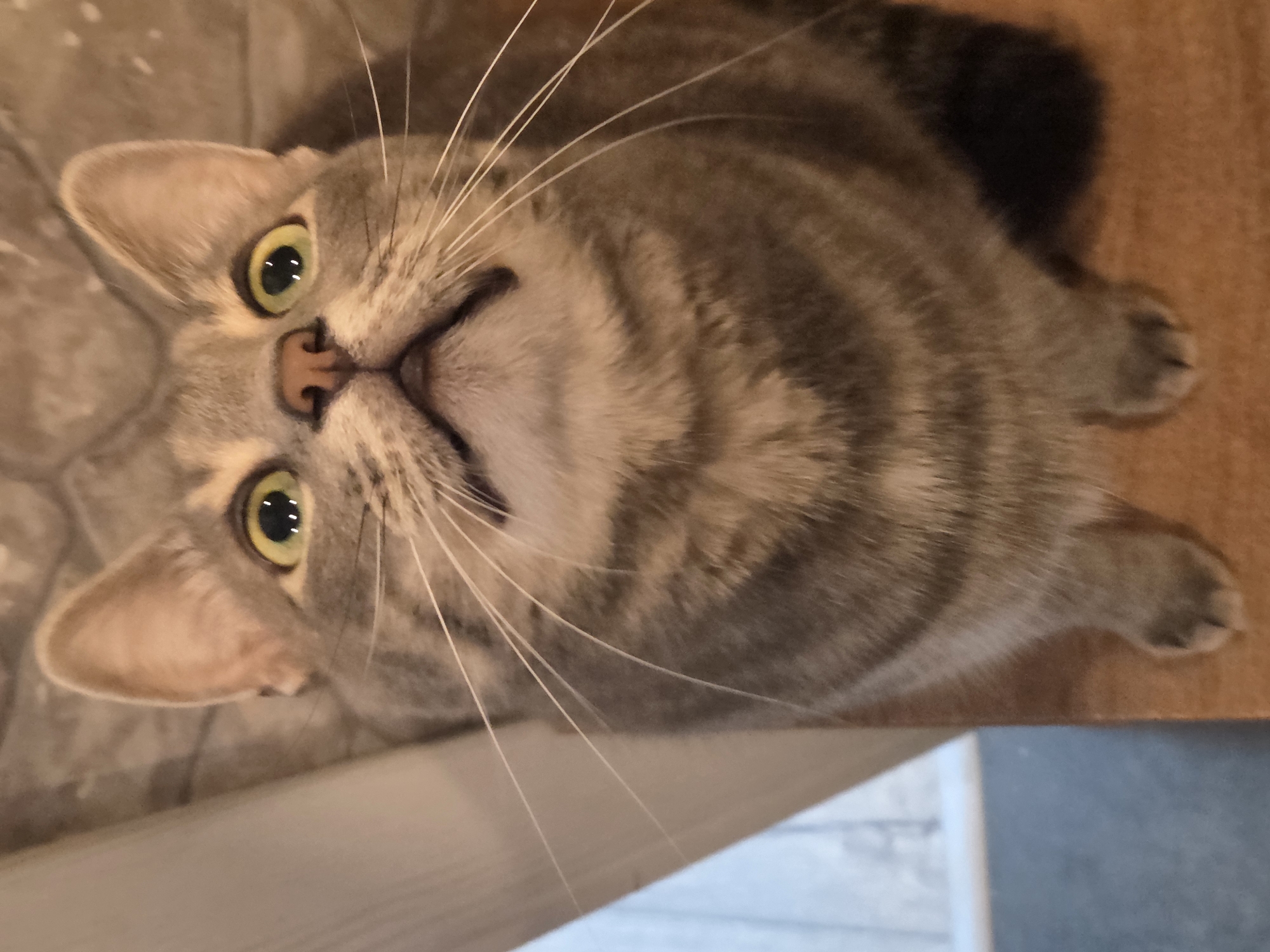 A close-up, high-angle shot shows a tabby cat looking upwards with wide, green eyes and a pink nose. The cat has gray fur with dark tabby markings. Its mouth is slightly open, revealing its tongue. The cat is sitting on a wooden surface, and its paws are visible in the lower part of the frame. In the background, a wall with a tiled pattern is visible. To the left of the cat, a white vertical object, possibly a door frame or a wall partition, is present. The scene appears to be indoors, in a domestic setting. The location is unknown.