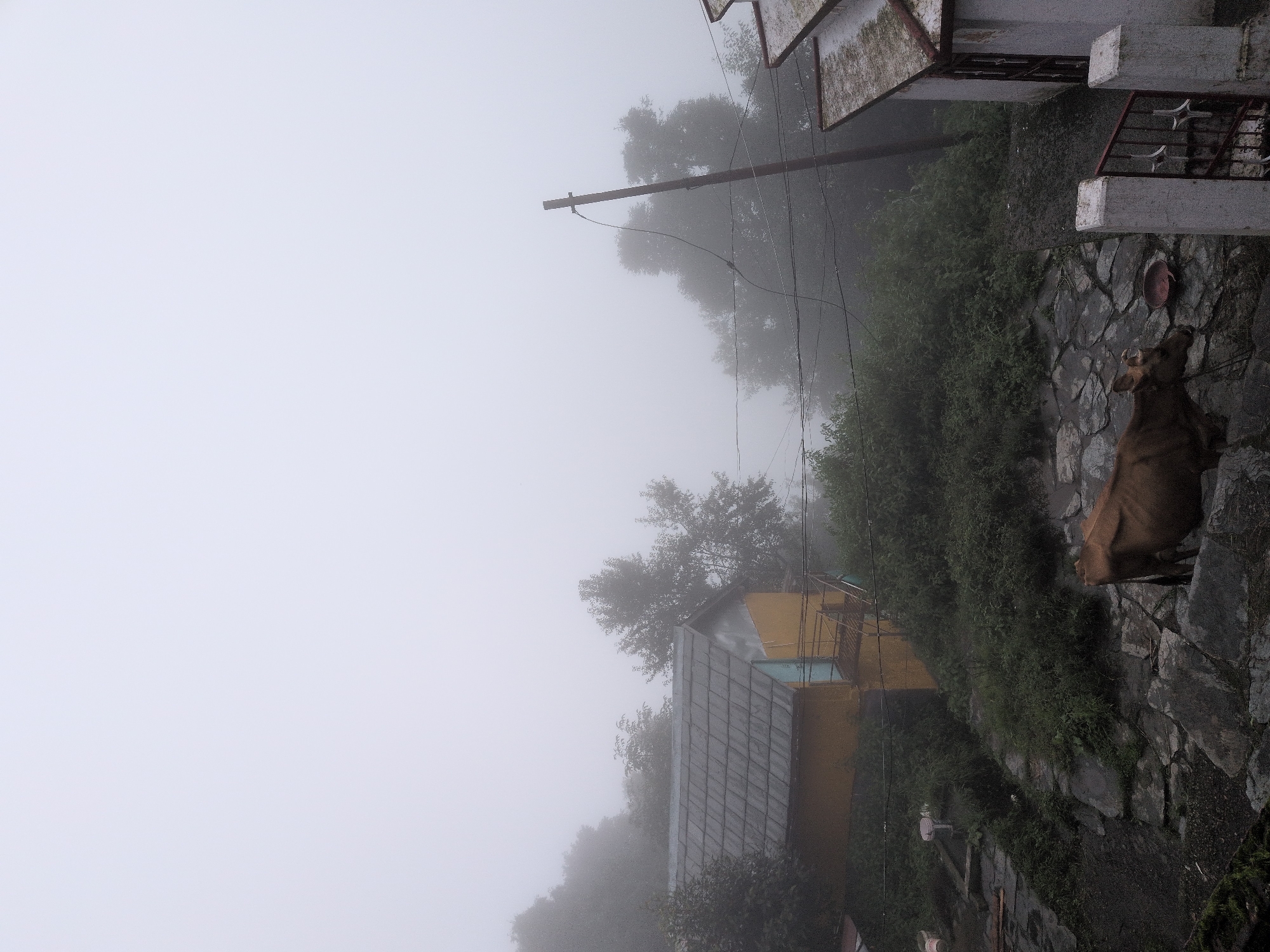 In a foggy scene possibly in Haini, India, a brown cow stands on a rocky path in the foreground, facing left and appearing to be walking towards a red bowl on the ground. Behind the cow, a yellow building with a gray tiled roof is visible, featuring a blue door and a metal staircase. Dense green foliage surrounds the building. A utility pole with electrical wires stands to the right of the building, and further to the right, a white building with a gray roof is partially visible. The overall environment is obscured by thick fog, suggesting a cool or damp atmosphere. There are no people visible in the scene.