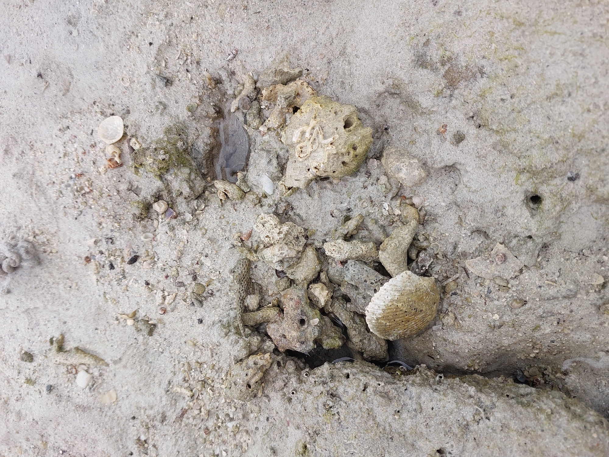 This image depicts a close-up view of a sandy beach in Ko Samui District, Thailand, with a collection of coral fragments and shells scattered across the surface. The sand is light gray and coarse-grained, with visible specks of darker material. Several pieces of coral, varying in size and shape, are present, some appearing broken and weathered. One notable coral fragment is a pale yellow, porous structure with several distinct holes. Another is a white, ribbed shell fragment, possibly from a larger bivalve. Small, fragmented shells and what appear to be tiny pebbles are interspersed with the larger pieces. A small pool of water is visible in a depression in the sand, surrounded by coral and sand. The overall impression is one of a natural beach environment, possibly at low tide, where marine debris has accumulated. There are no people or animals visible in the image.