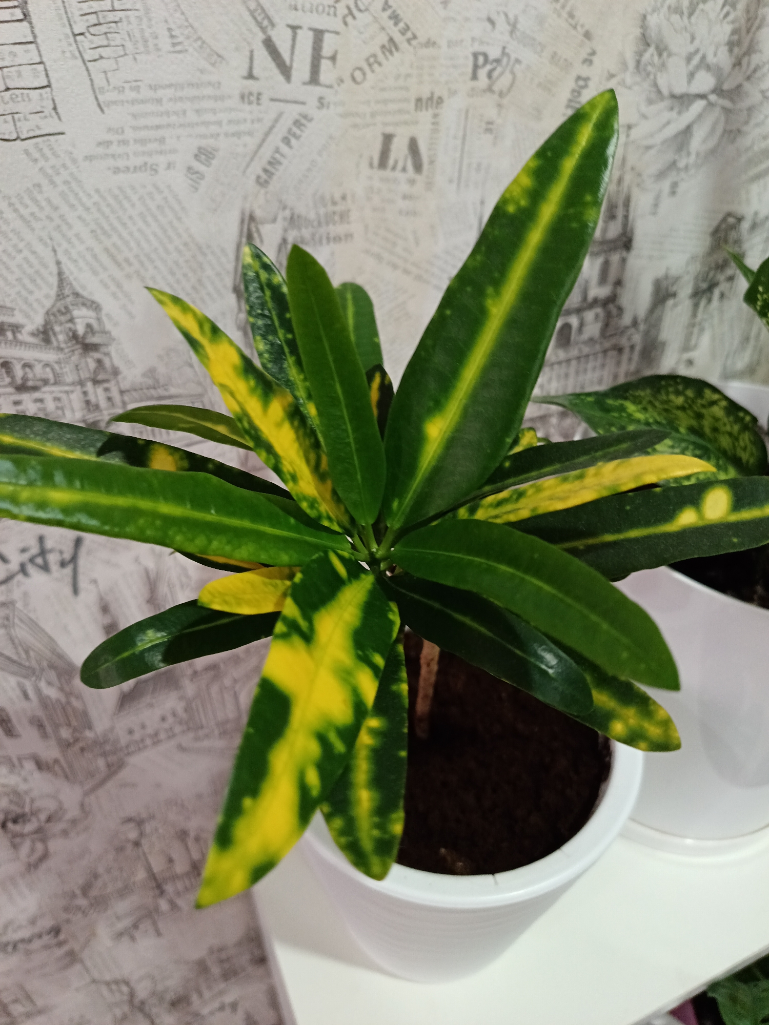 The image features a vibrant variegated houseplant, likely a Croton (Codiaeum variegatum), with glossy green and yellow lance-shaped leaves. The plant is potted in a simple white, ribbed planter filled with dark soil, resting on a white shelf or surface. Another white plant pot is partially visible on the right side of the frame.
The background consists of a light-colored wallpaper printed with a distressed, newspaper-like pattern. This wallpaper showcases various texts in different fonts and languages, interspersed with detailed black-and-white architectural drawings, including a prominent tower or spire on the left.
Visible text fragments on the wallpaper include "city," "ten," "ir Spree.", "Die," "IS CO," "ACE," "GANT PERE," "AUCHE," "Alion," "S," "VT," "ATLA," "ZEMA," "ORM de sur," "P25," "nde," "YOURCE BADE," and "Doll."
The scene depicts an indoor setting, likely a home or office, emphasizing the decorative plant. There is no activity taking place, presenting a static still life. The lighting appears soft and even, typical of an indoor environment. The photograph was taken in Osa, Russia.