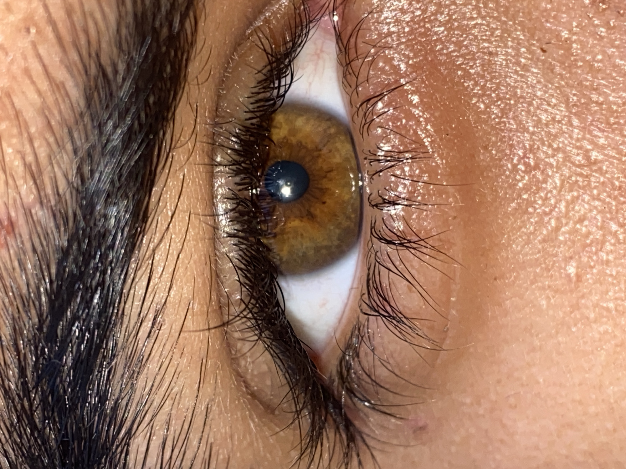 This extreme close-up, high-resolution image provides a detailed view of a human eye, likely the left one, from a side angle. The main subject is the eye itself, surrounded by skin, eyelashes, and a portion of an eyebrow.
The eye features a warm brown-to-hazel iris, with intricate patterns and varying shades visible within. The pupil is dark and perfectly circular, showing a distinct, bright reflection of a single light source, indicating strong illumination. The sclera, the white part of the eye, is visible above and below the iris, appearing clean with subtle pinkish tones and faint capillaries.
Long, dark eyelashes frame both the upper and lower eyelids, appearing slightly glossy or wet. The surrounding skin has a warm, possibly olive or light brown complexion, showcasing fine texture, pores, and tiny hairs. A dense, dark eyebrow is partially visible on the far left of the frame, contributing to the facial features. The eyelids themselves show a natural sheen, suggesting moisture.
No specific activity or event is taking place; the image is a static portrait of the eye. The bright lighting suggests either natural light or a well-lit environment, but no specific time of day or weather conditions can be discerned. The image's close-up nature provides no visual cues for the location of Juan Griego, Venezuela. There is no visible text in the media file.
