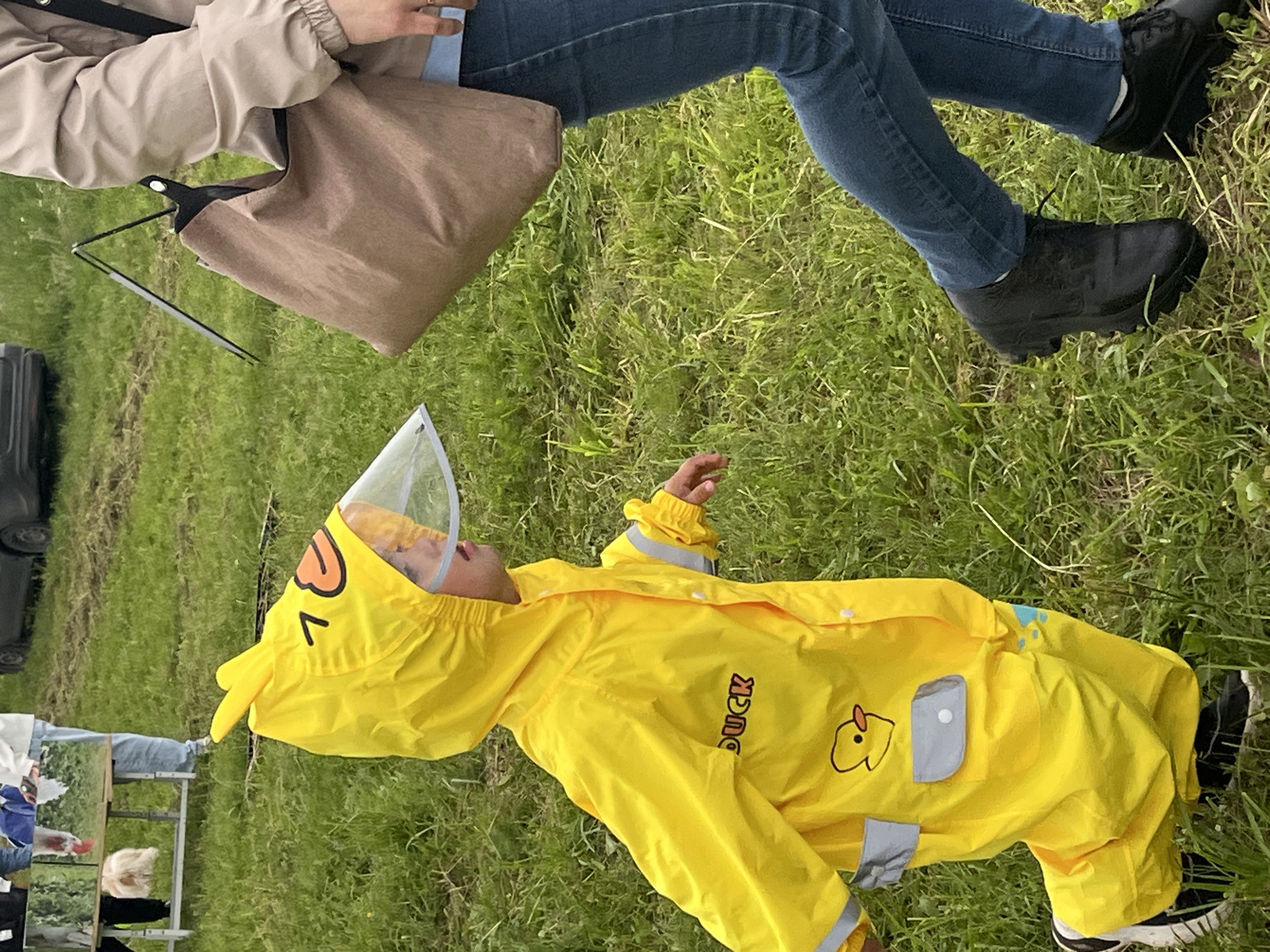A daytime outdoor scene in a grassy field in Unknown, Unknown, shows a young child in a bright yellow duck-themed raincoat walking left to right, followed by an adult whose lower body is partially visible. The child's raincoat features a hood with two yellow protrusions, an orange duck bill graphic, and an attached clear face shield. The word "DUCK" is printed in black on the raincoat's chest, and two cartoon duck graphics are visible on the lower front, alongside grey rectangular patches. The child wears black and white athletic shoes. The adult, positioned to the right, wears a light tan jacket, blue denim jeans, and black lace-up shoes, carrying a brown fabric tote bag with a black strap over the left shoulder. In the background, a silver table with a reflective surface is visible on the left, reflecting a white and green image. A light-colored, fluffy animal is partially discernible under the table. A dark-colored vehicle is parked in the mid-ground right, and a black easel-like stand is present. The ground consists of green grass.