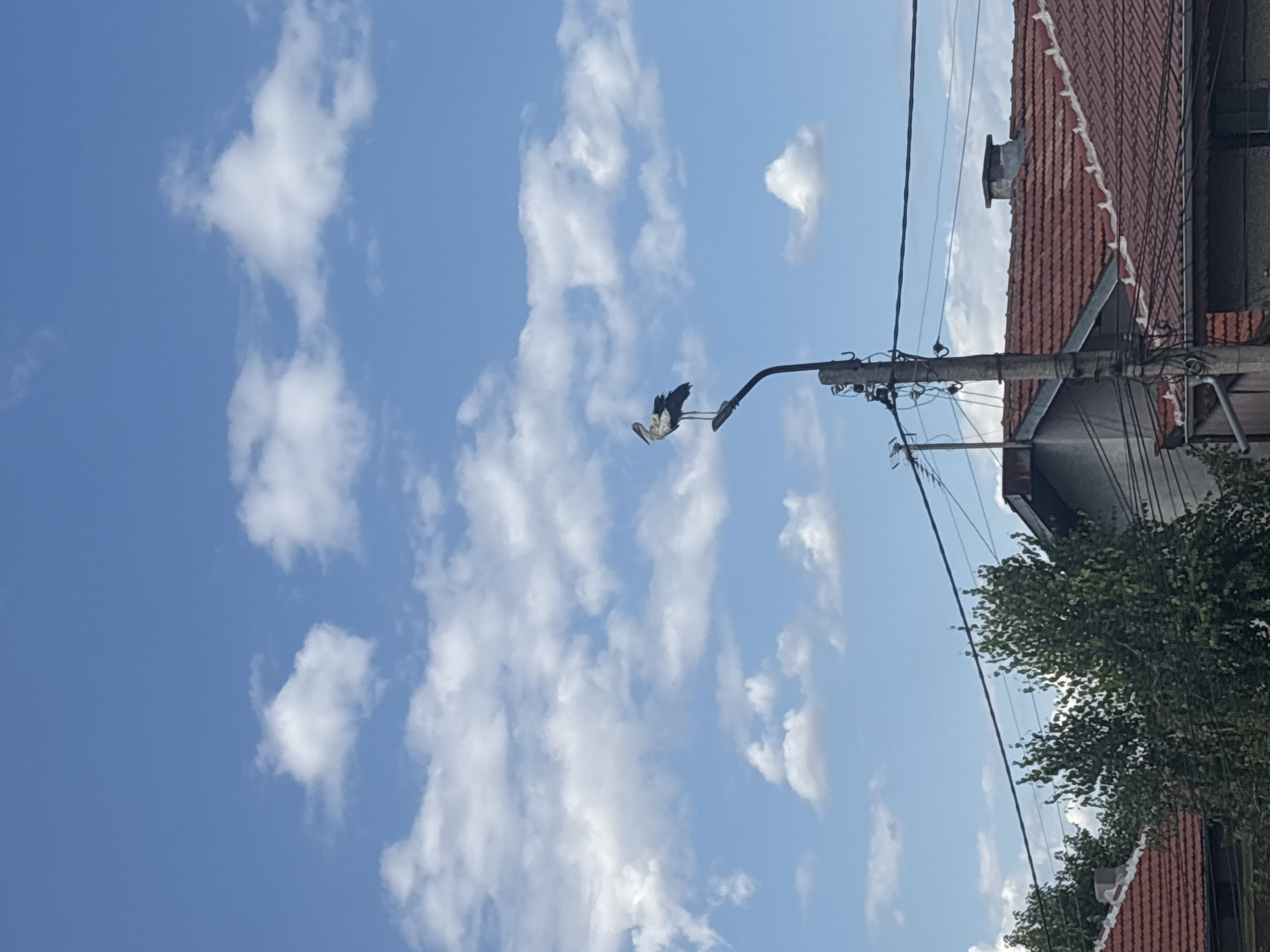 A solitary stork is perched on top of a street lamp against a bright blue sky dotted with fluffy white clouds. The street lamp is made of concrete and has several wires attached to it. Below the lamp, a cluster of trees with green foliage is visible, with the terracotta tile roofs of several houses extending across the lower portion of the frame. One of the houses has a chimney. The scene appears to be in a residential area of Marten, Bulgaria.
