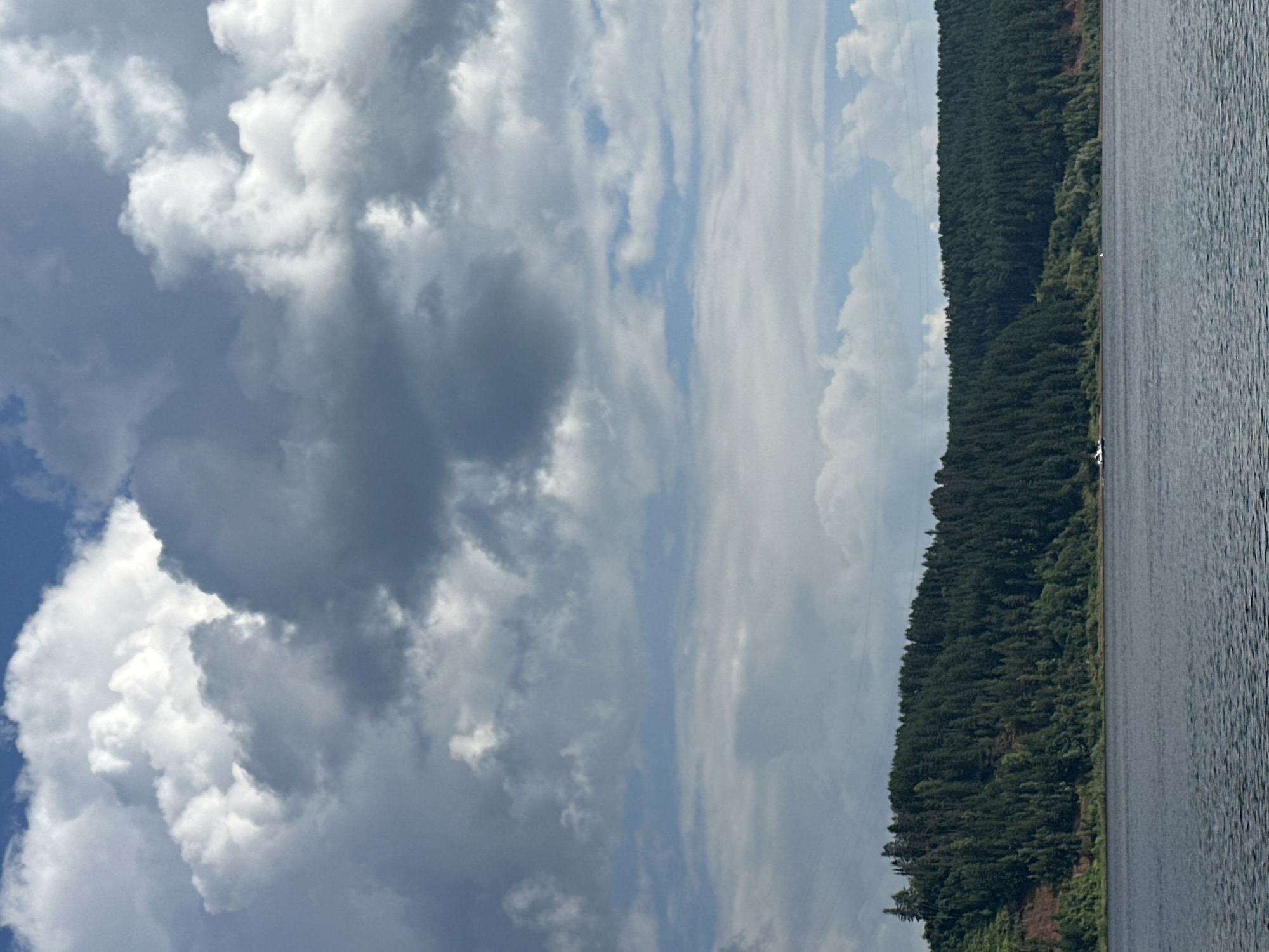 The image shows a wide river in the foreground, with ripples on its surface indicating gentle movement. Beyond the river, a dense, dark green forest covers a steep hillside that forms the background. The trees are tightly packed, creating a solid wall of foliage that stretches across the frame. The hillside itself appears to be a rich earthy brown, with some patches of lighter green vegetation scattered throughout. The sky above is filled with dramatic, large cumulus clouds, some brightly lit by the sun and others casting shadows. The overall impression is one of a natural, somewhat wild landscape, possibly a remote area. There are no visible people or specific landmarks that would identify the location within Noviy, Russia.