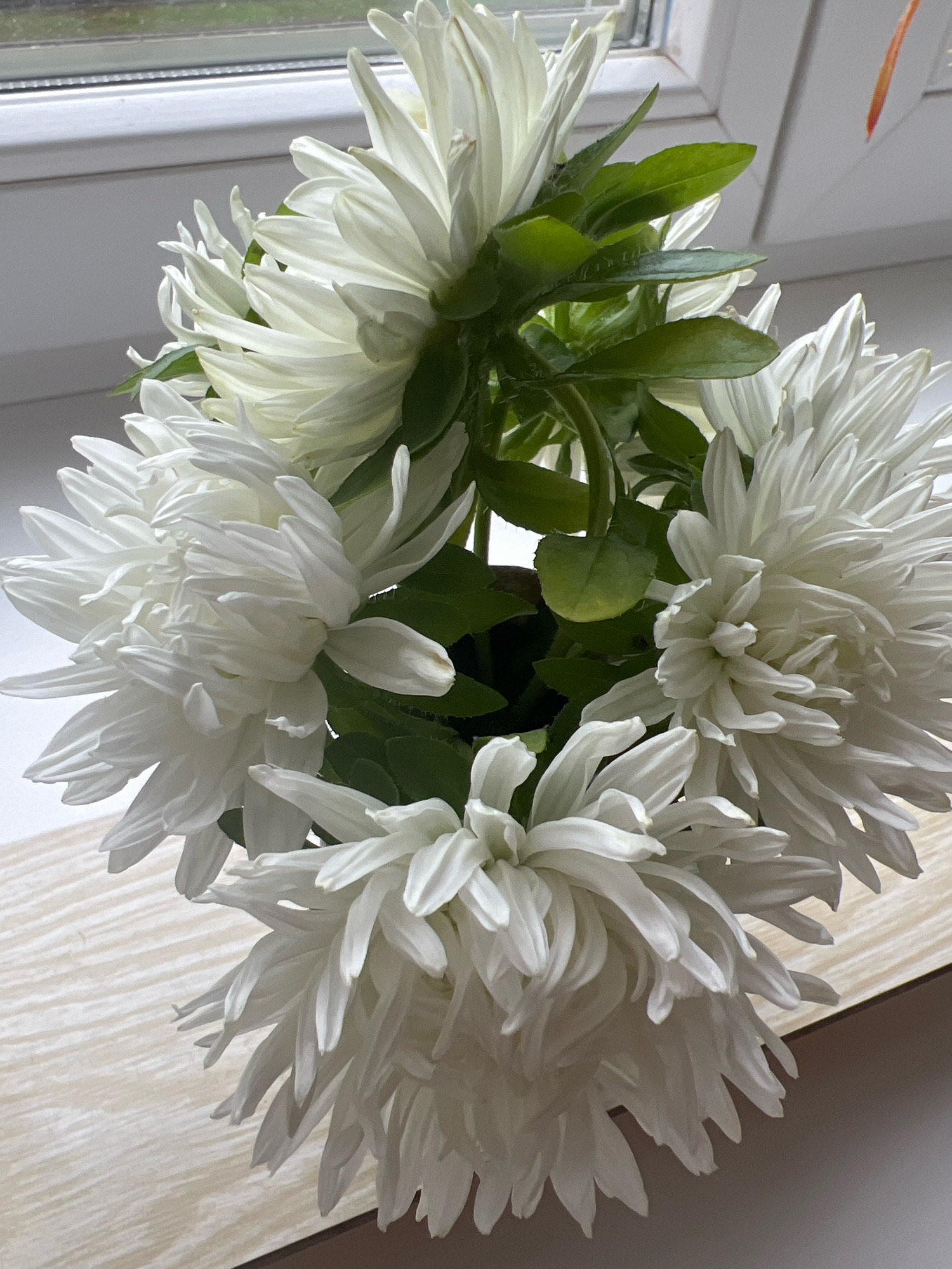 A bouquet of white asters is arranged in a pot, with some green leaves visible. The bouquet is positioned on a light-colored, textured surface, possibly a table or windowsill, in front of a window with a blurred view of the outdoors. The lighting suggests it is daytime. The scene is indoors, and there are no people present.