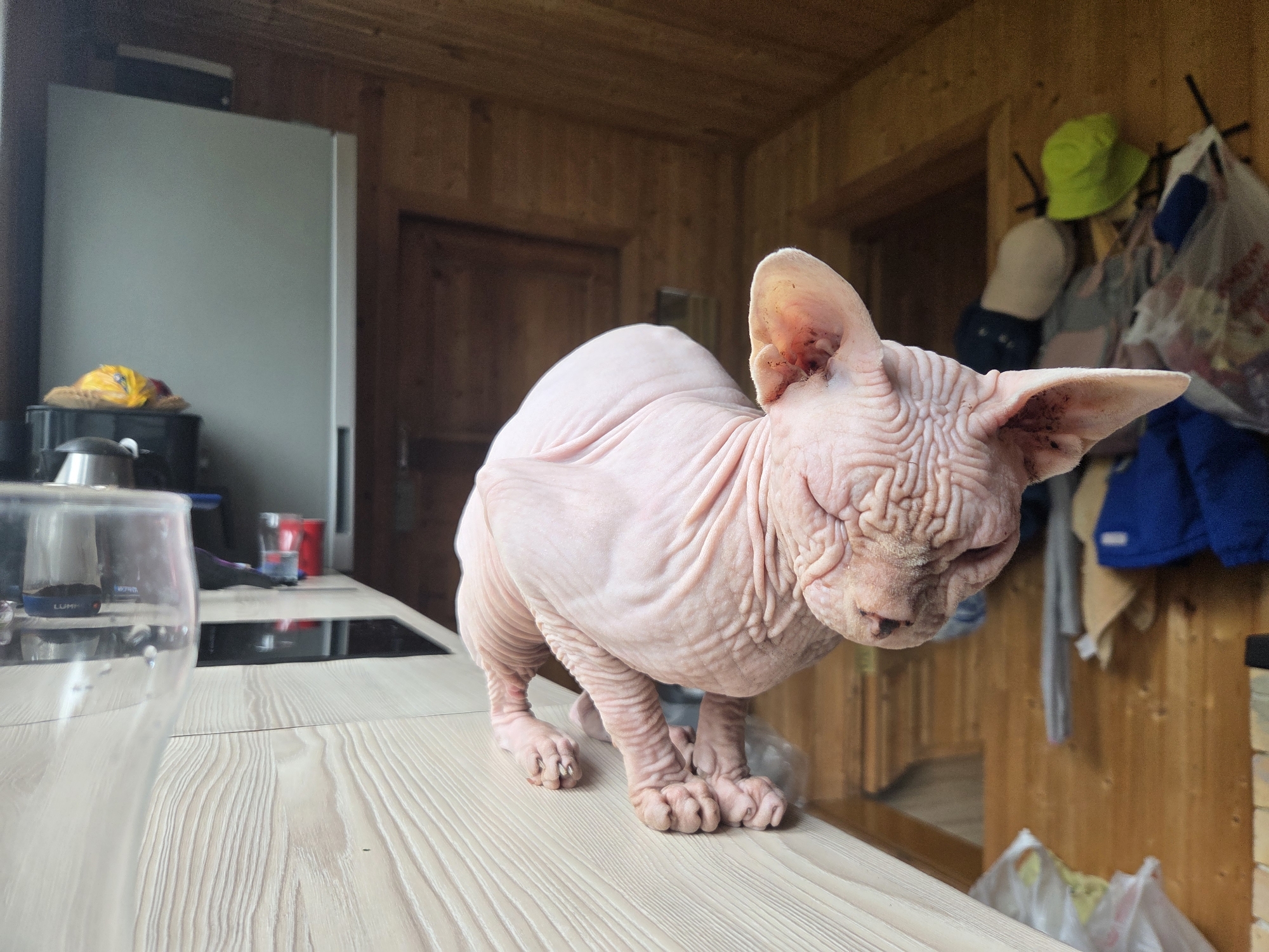 A Sphinx cat, with its characteristic wrinkled pink skin, is perched on a light-colored wooden countertop in a room with wooden paneled walls. The cat is in the foreground, facing to the right, with its head lowered and eyes closed. Its paws are spread out on the counter. To the left of the cat, a clear glass is visible, with some dark contents inside. Further back on the counter, a dark appliance with a silver lid and a yellow bag with red and yellow elements are present. Beyond the counter, a large, light gray refrigerator stands against the wooden wall. In the background, a doorway leads to another room, and a wall displays several items hanging on hooks, including a bright green hat, a beige and grey striped garment, and bags. The lighting suggests it is daytime, possibly indoors with natural light. The scene appears to be a domestic setting, likely a kitchen or living area in a rustic environment, given the wooden interior and the presence of a refrigerator. The overall mood is calm and the cat seems relaxed. There is no visible text in the image.