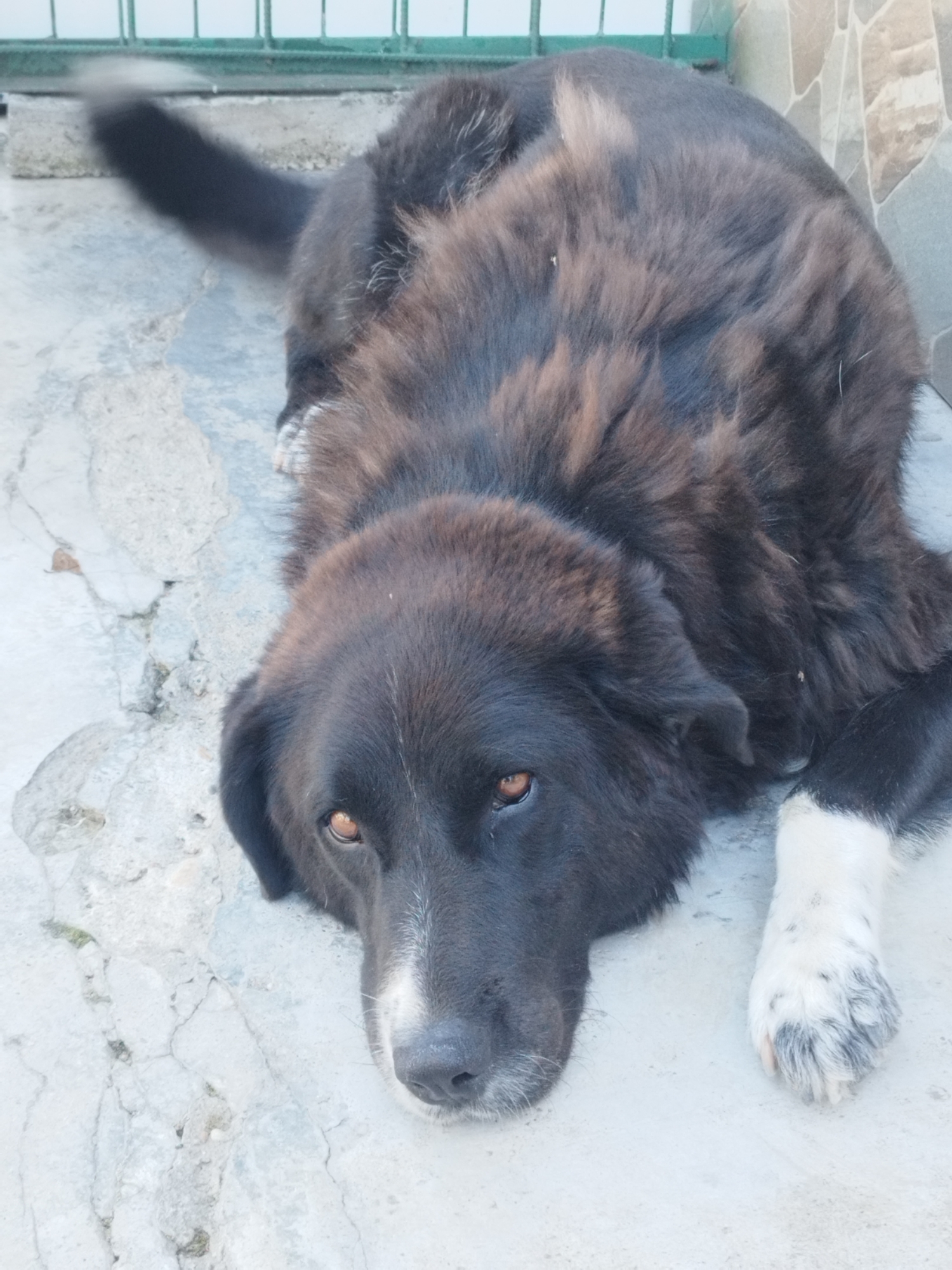 This media file shows a large, fluffy, black and tan dog lying down on a concrete surface. The dog is positioned in the center of the frame, facing slightly to the left. Its head is resting on the ground, with its eyes looking towards the camera. The dog has amber-colored eyes, a black nose, and a white patch on its muzzle. One of its front paws, which is white with black spots, is visible in the lower right corner of the image. The dog's fur is long and appears slightly disheveled, with some lighter brown or tan highlights mixed with the black. Its tail, which is long and bushy, is extended out to the left and appears to be in motion.
In the background, a pale green metal fence is visible, suggesting an outdoor setting, possibly a yard or enclosure. To the right of the fence, there is a wall made of large, irregularly shaped stones. The concrete ground is cracked and weathered, with some light and dark patches.
The lighting in the image suggests it was taken during the daytime, likely under natural light. There are no people visible in the media file, nor is there any visible text. The dog appears calm and relaxed. The overall setting suggests a casual, everyday moment. The location context provided is Bucharest, Romania, which aligns with a plausible outdoor environment for a dog.