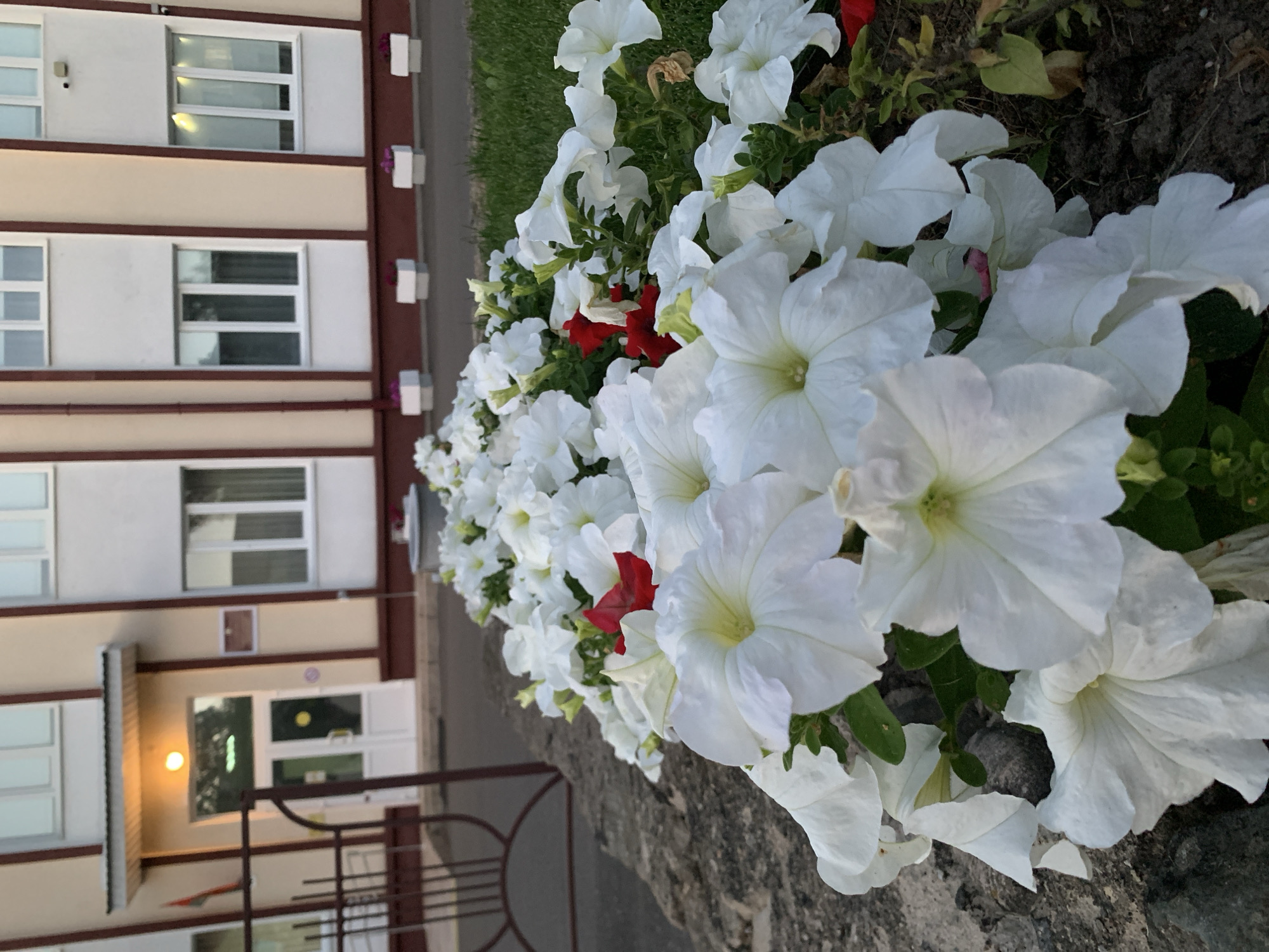 The image shows a flowerbed of white petunias with a few red petunias mixed in, in front of a building. The building appears to be a school or administrative building, with several windows and a central entrance. The flowerbed is bordered by a stone wall and a paved walkway. In the background, there is a grassy area with several white planters. The image is taken from a low angle, looking up at the building and the flowers. The lighting suggests it is either early morning or late afternoon. The location is identified as Kapyĺ, Belarus.