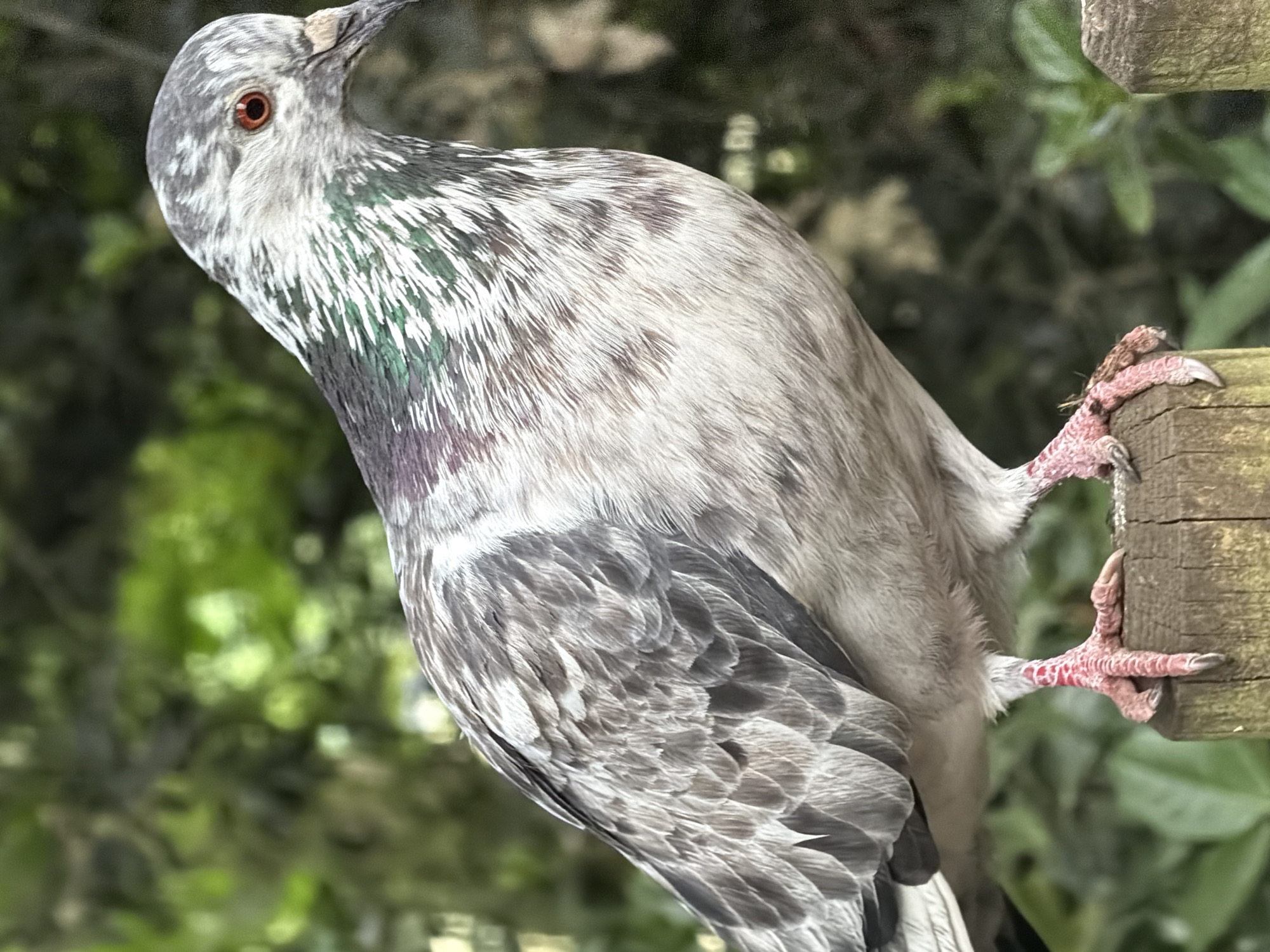 A pigeon perches on a wooden structure, likely a bird feeder or fence post, against a backdrop of blurred green foliage. The bird is predominantly gray with patches of white, green and purple. Its head is turned to the left, showing a red eye. The bird's feet are pink and grasp the wood. The photo was taken outdoors, and there is a blurred background. The location is not identified as London, United Kingdom.