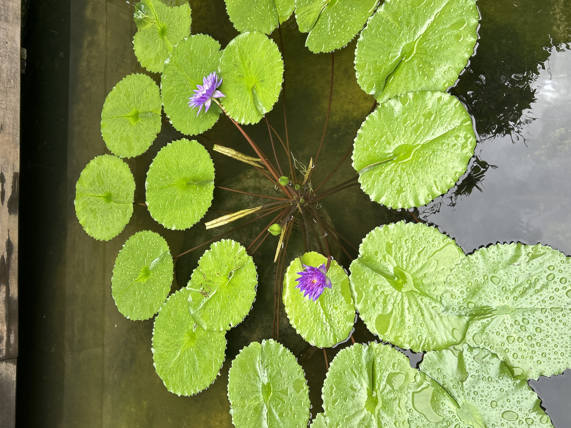 This is a top-down, close-up, still photograph of a tranquil pond at the edge of a wooden deck, likely in Ao Nang, Thailand. The pond is filled with large, vibrant green lily pads, many of which are dotted with glistening raindrops, suggesting recent precipitation. Two delicate purple water lilies are in bloom, adding a splash of color to the scene. The water itself is a murky, greenish-brown, reflecting the surrounding elements. The central part of the pond reveals the submerged stems and a budding flower, anchoring the floating foliage. The scene is serene, with no people present, and the focus is solely on the natural beauty of the aquatic plants.