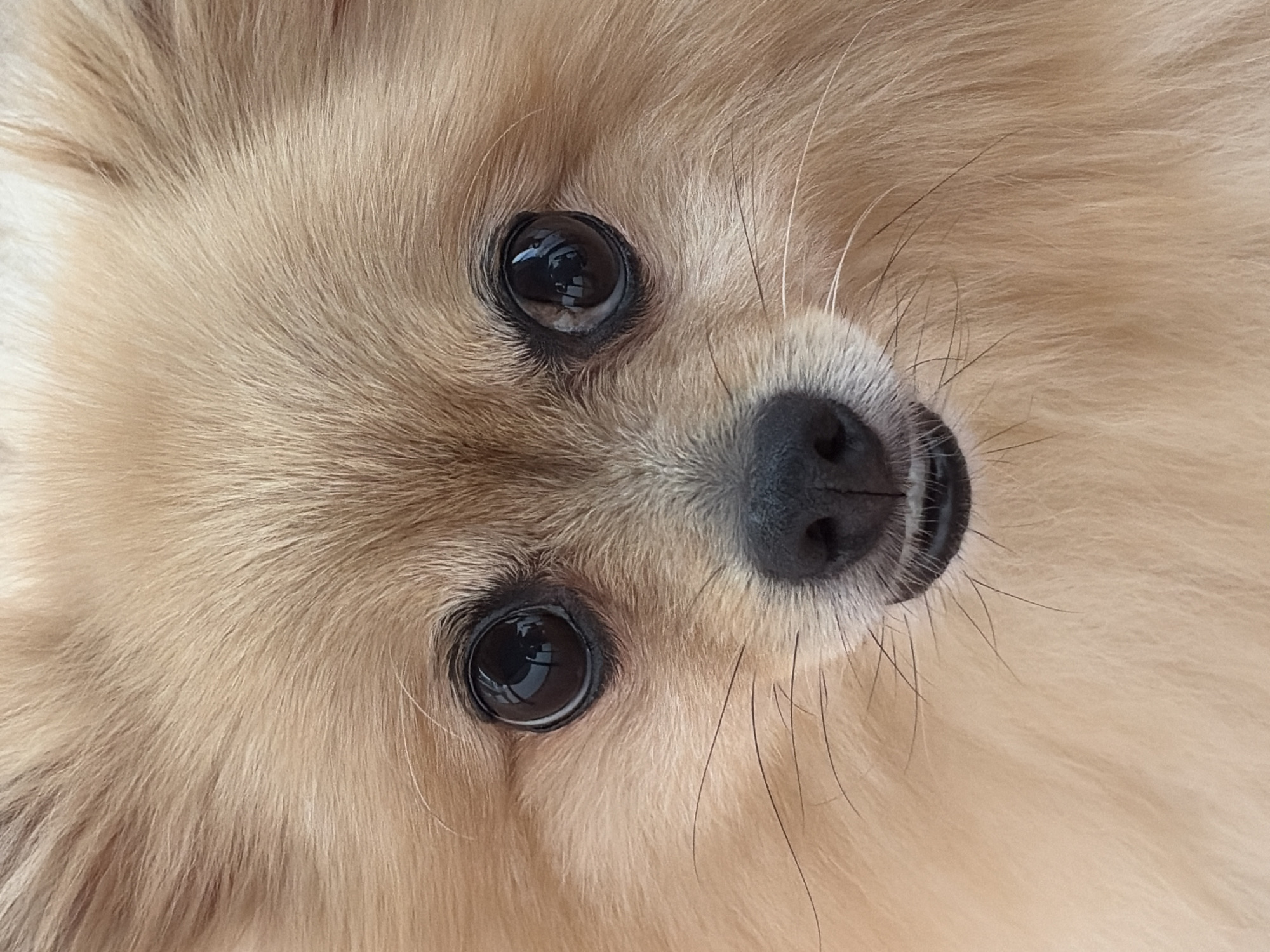 This is a close-up, head-on, portrait-style photograph of a Pomeranian dog. The dog has light brown or golden fur and large, dark, reflective eyes. Its nose is black and wet. The image is tightly cropped, focusing solely on the dog's face, with no background visible. There is no discernible location in Torrevieja, Spain, or any other environmental context. The subject is a domestic animal, and no people or human activity are depicted.