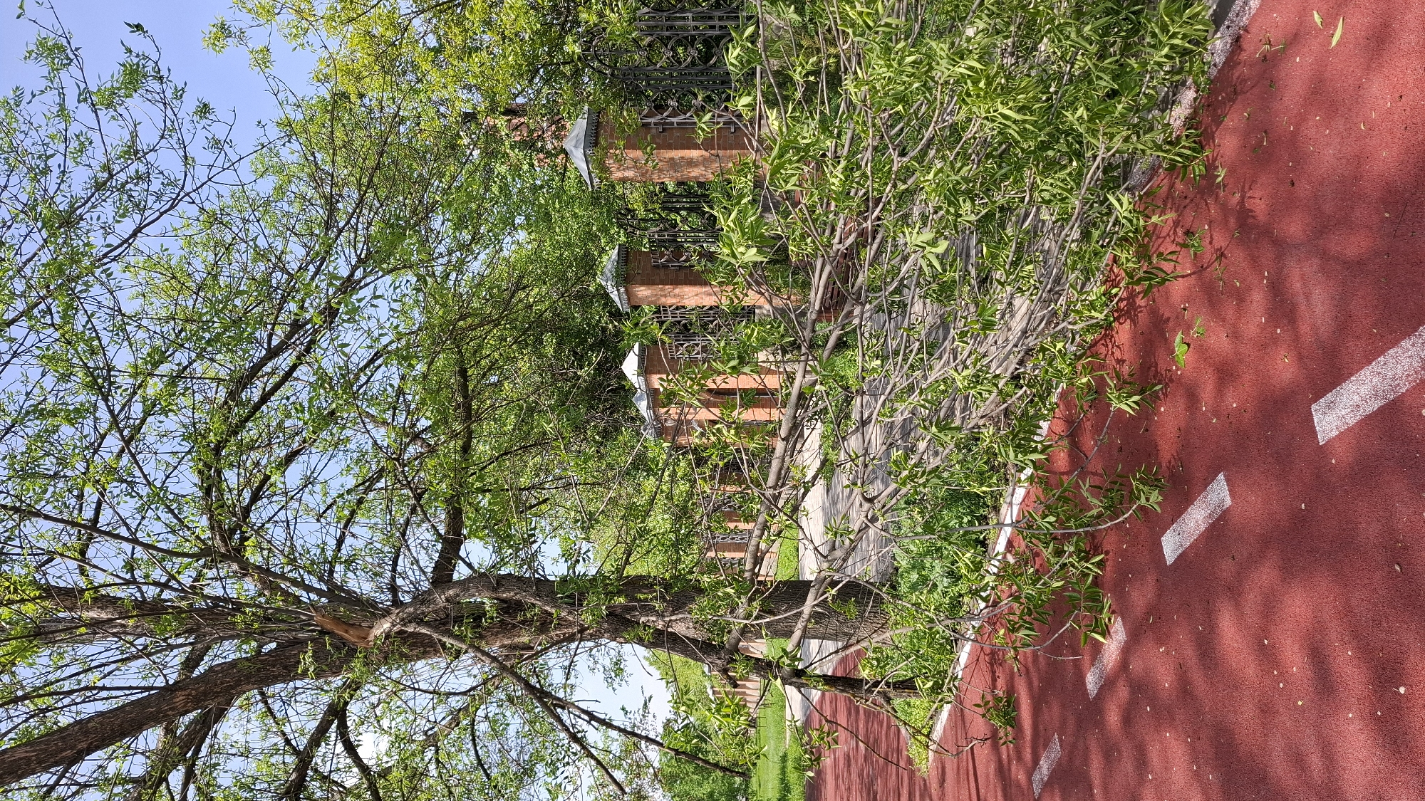 A landscape-oriented shot shows a red-colored running track and an overgrown area next to a brick structure, possibly a fence or small building.
In the foreground and to the left, a large tree with fresh green leaves dominates the view, partially obscuring a glimpse of the light blue sky through its branches. Some of its branches overhang the running track.
To the right of the tree, a bright red running track extends into the distance, marked by white lines.
Beyond the running track, there is an overgrown, unkempt area. A brick structure with ornamental metalwork stands behind the vegetation. This may be a decorative fence or small building. The overall scene gives the impression of a park or recreational area that may not be regularly maintained.