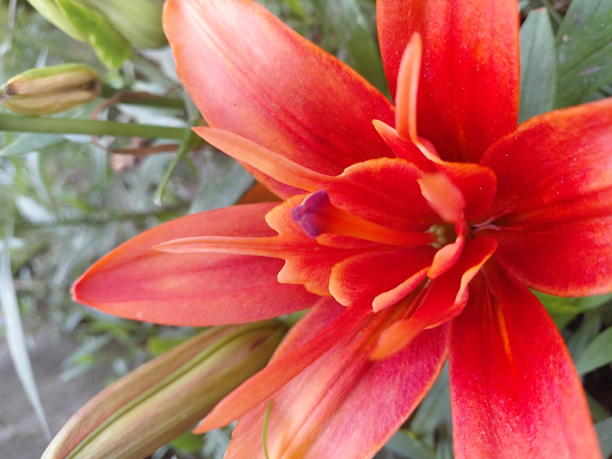 This is a close-up, high-angle shot of a vibrant orange lily in bloom. The flower's petals are unfurling, revealing intricate textures and subtle color gradations from bright orange to a deeper red. The stamen and pistil are clearly visible in the center, with a small, dark purple tip on the pistil. To the left of the main flower, a tightly closed lily bud is visible, its green sepals forming a distinct shape. In the background, out-of-focus green leaves and stems create a natural, outdoor setting. The image does not contain any people, specific landmarks, or indications of a city location.