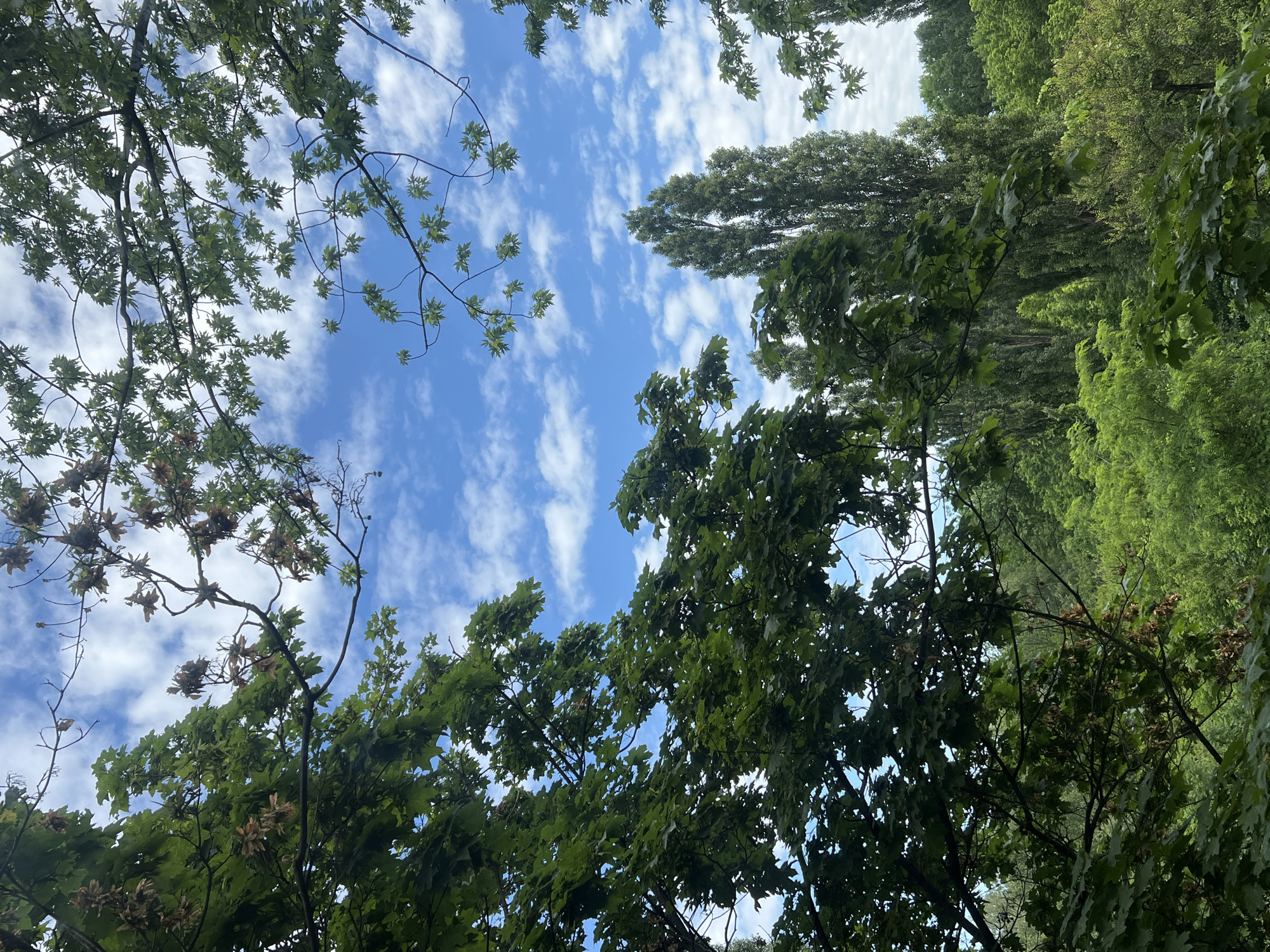 The image depicts a lush, green forest canopy against a bright blue sky with scattered white clouds. The foreground is dominated by the leaves and branches of trees, some with visible seed pods, obscuring much of the sky. In the mid-ground, tall, slender trees rise above the dense foliage. The scene appears to be an outdoor, natural environment, possibly a park or woodland area, given the variety and density of the trees. The lighting suggests it is daytime, with the sun illuminating the sky and the upper portions of the trees. There are no people or man-made structures visible in the image. The location is described as Unknown, Unknown.