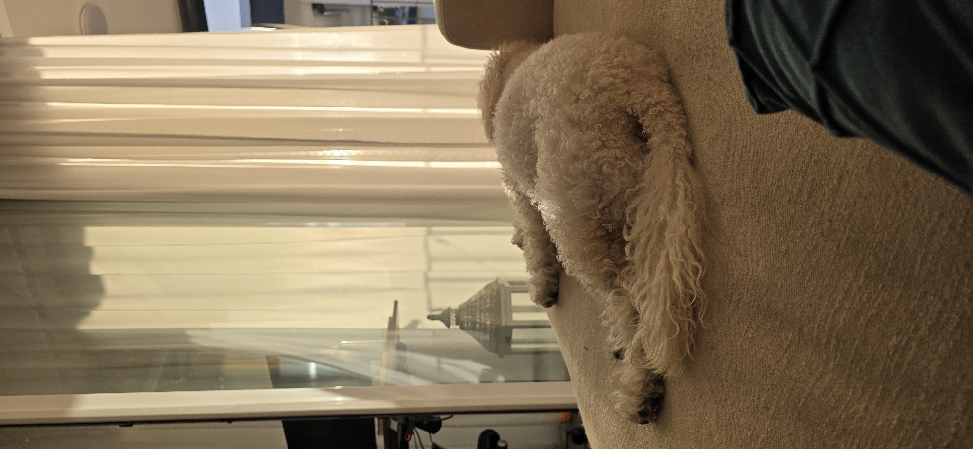 The image shows a white poodle sleeping on a sofa. The dog is curled up on its side, with its head tucked in and its tail curled over its back. The dog's fur is long and curly. The sofa is light-colored and appears to be made of fabric. In the background, there are sheer white curtains and a large window. The lighting suggests it is either early morning or late afternoon. There is a lantern visible through the window. The scene is indoors and appears to be a living room. The specific location of Lieli, Switzerland, is not discernible from the image content.