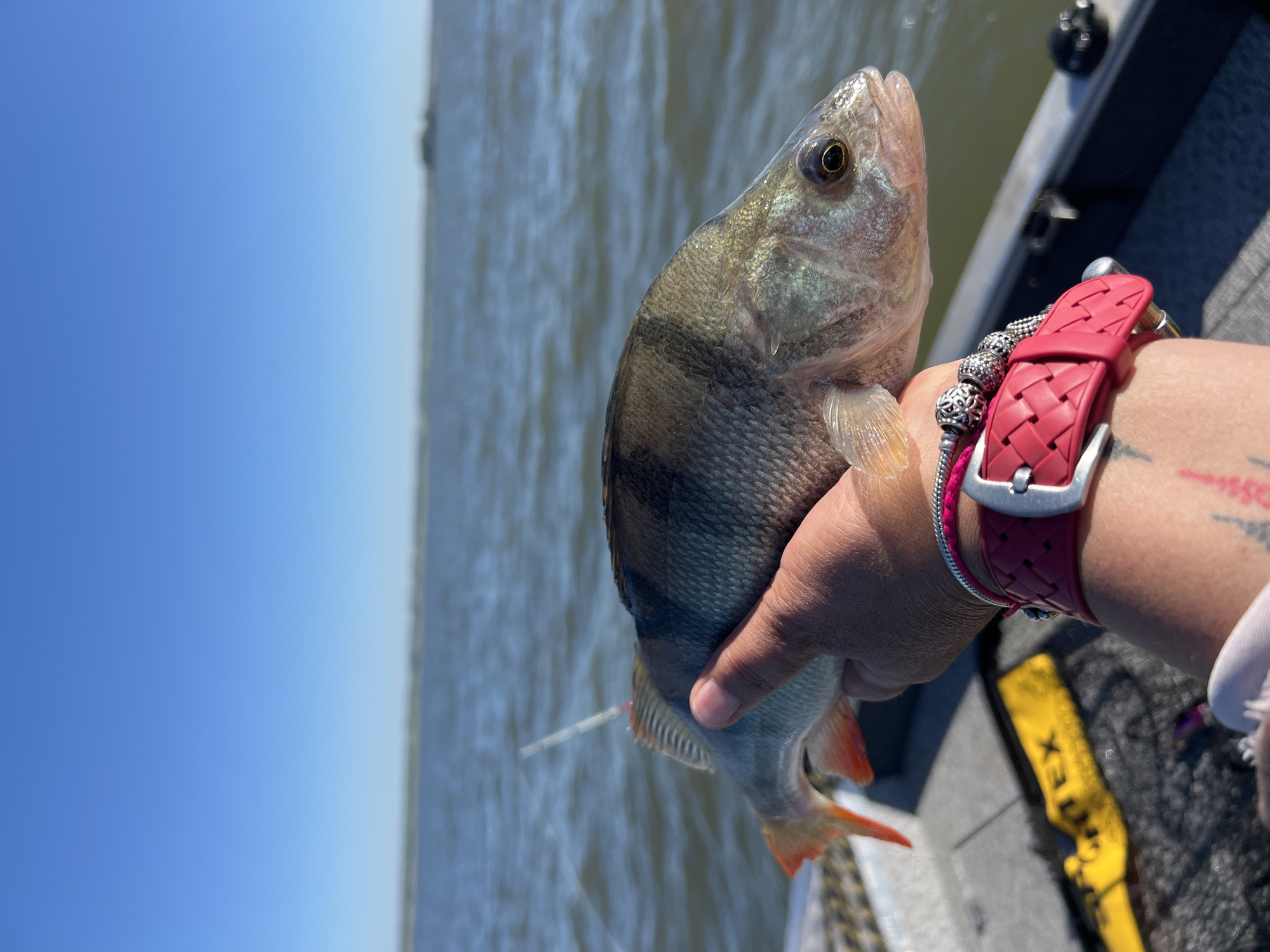 A person is holding a freshly caught fish, likely a European perch, by its tail fin. The fish is positioned horizontally in the frame and appears to be alive, with its mouth slightly ajar. The person's hand, adorned with a red woven bracelet and silver charms, is supporting the fish. In the background, a body of water stretches to the horizon under a clear blue sky. The scene appears to be on a boat, as suggested by the railing and part of a boat seat visible in the lower portion of the image. The overall setting suggests an outdoor recreational activity, possibly fishing, in an open water environment near Novopichugovo, Russia.