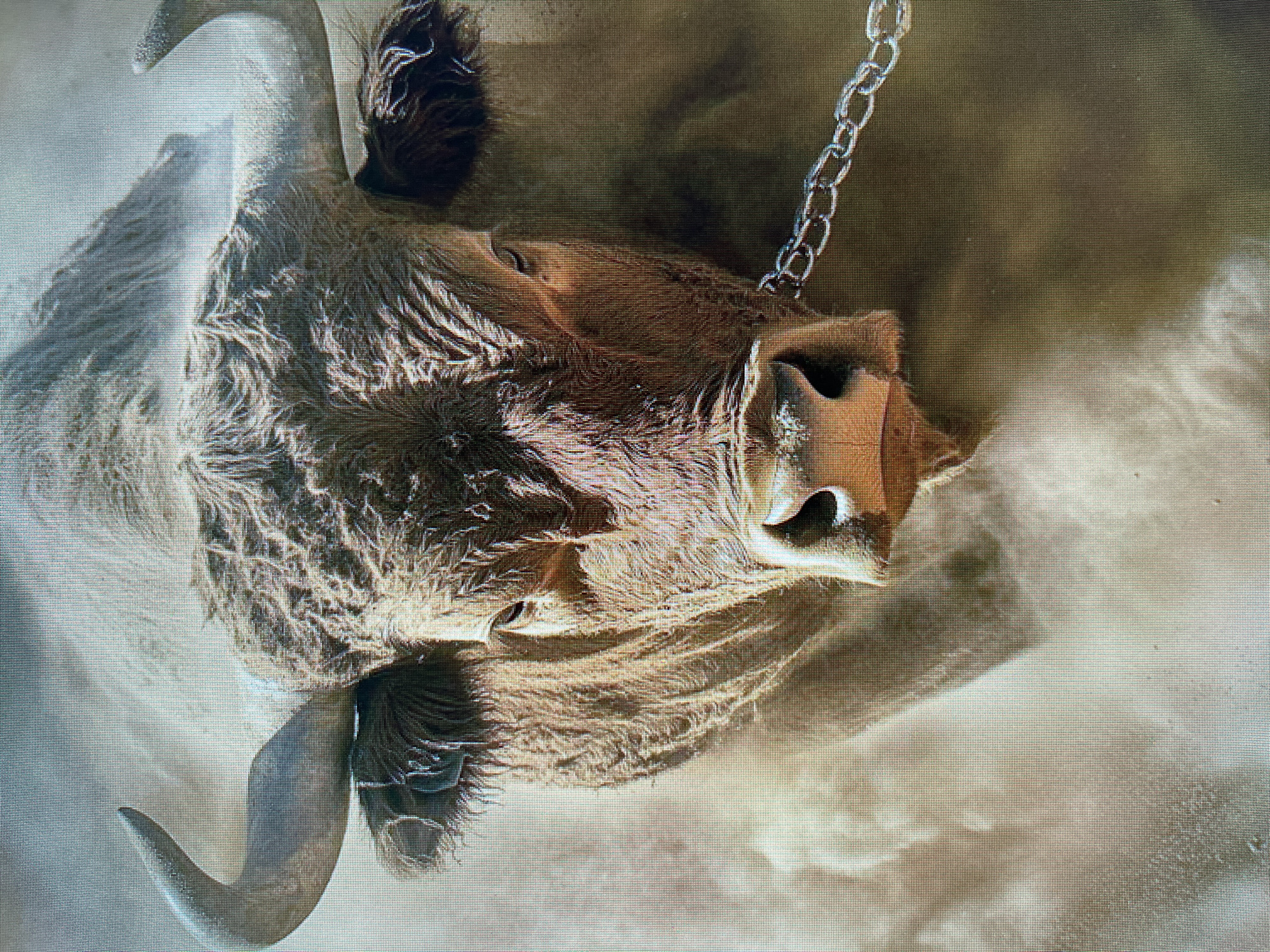 The image shows a taxidermied head of a bull or ox with large curved horns. It's mounted to a wall or other vertical surface, appearing to be suspended by a metal chain attached near the nose. The head is facing downwards in the image frame. The texture of the fur and skin is visible, as are details of the eyes, nose, and horns. The background is a light, textured surface that appears to be wall or backdrop. There's no readily identifiable information to confirm it's located in Orekhovka, Russia, or any indication of specific actions or interactions.