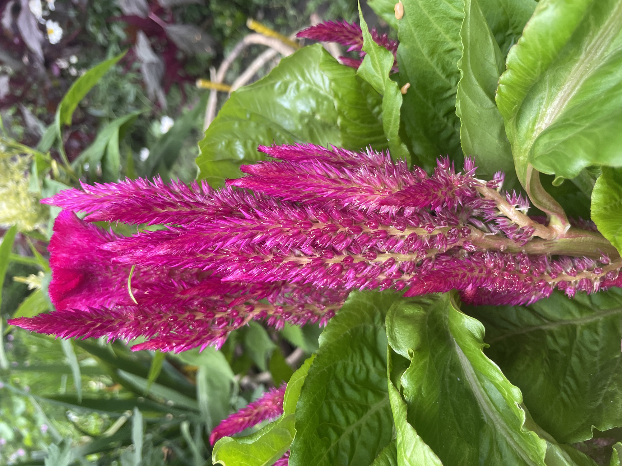 A close-up, eye-level, outdoor photograph shows a cluster of vibrant fuchsia-colored celosia flowers with green foliage in the foreground. The flowers are tall and spiky, with a velvety texture, and are positioned towards the center and right of the frame. Large, glossy green leaves with prominent veins surround the flowers. The background is softly blurred, suggesting other plants and foliage in an outdoor setting. The lighting is natural and bright, highlighting the colors and textures of the flowers and leaves. The location is Unknown, Unknown.