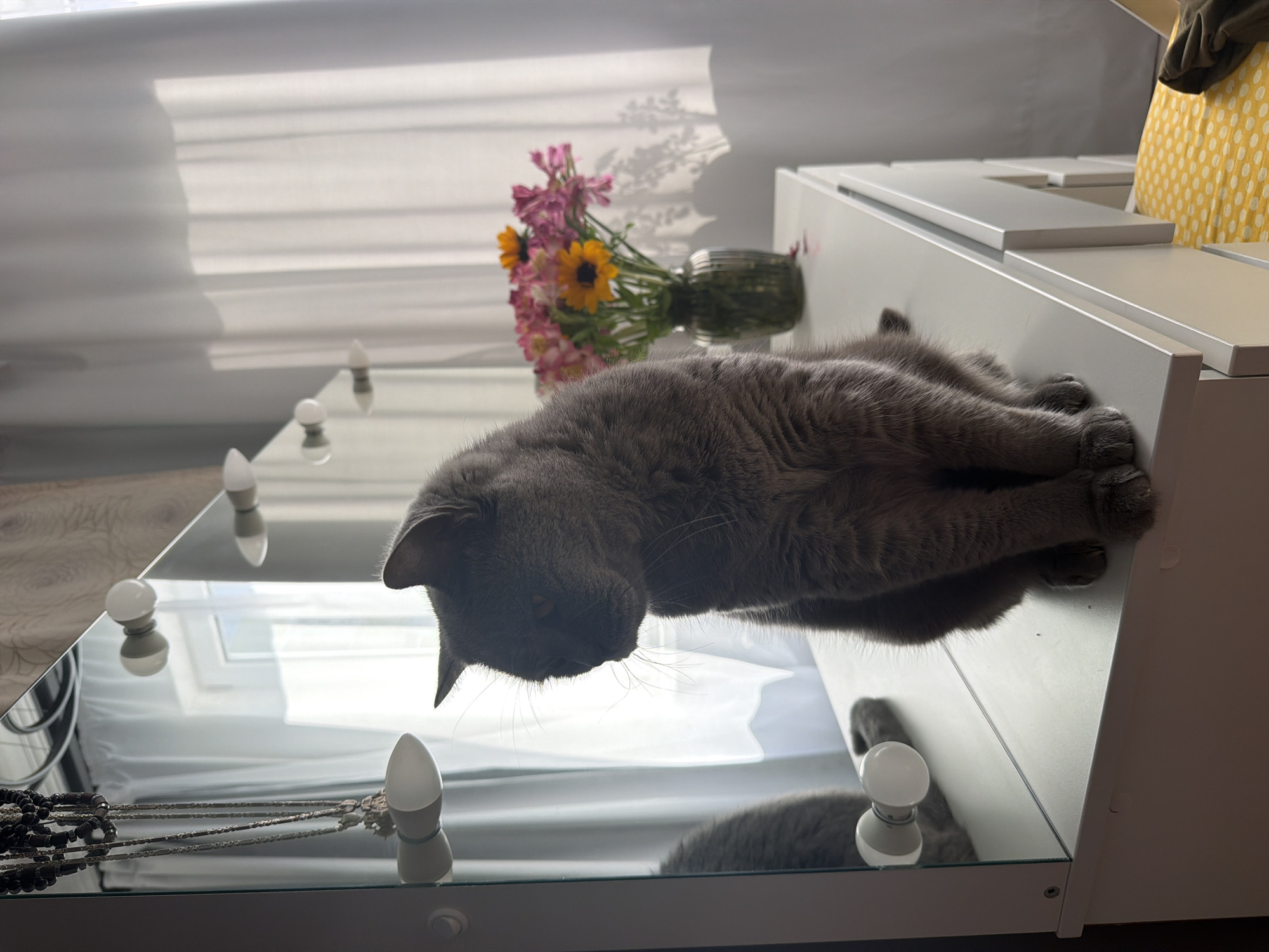 The image captures a domestic cat, likely a British Shorthair due to its dense gray fur, seated on a white dresser in an indoor setting in Sochi, Russia. The cat is positioned with its body facing forward and its head turned and slightly lowered to the left, casting its face into partial shadow, though visible whiskers and an ear are discernible. A prominent reflection of the cat is visible in a large, vertically oriented mirror that is integrated into the dresser. The mirror's left frame is equipped with at least two spherical, frosted white light bulbs, characteristic of a vanity.
On the right side of the dresser's surface, a bouquet of colorful flowers, predominantly pink and yellow, is arranged in a clear, ribbed glass vase. The background features light-colored, possibly sheer, curtains covering a window, allowing natural light to illuminate the scene and cast distinct shadows of the window frame onto the curtain fabric. A small section of a chair upholstered with a yellow and white polka-dot pattern is visible in the lower right foreground. Additionally, several necklaces with dark beads are suspended vertically near the upper left portion of the mirror. The overall environment suggests a well-lit domestic space, possibly a dressing room or bedroom.