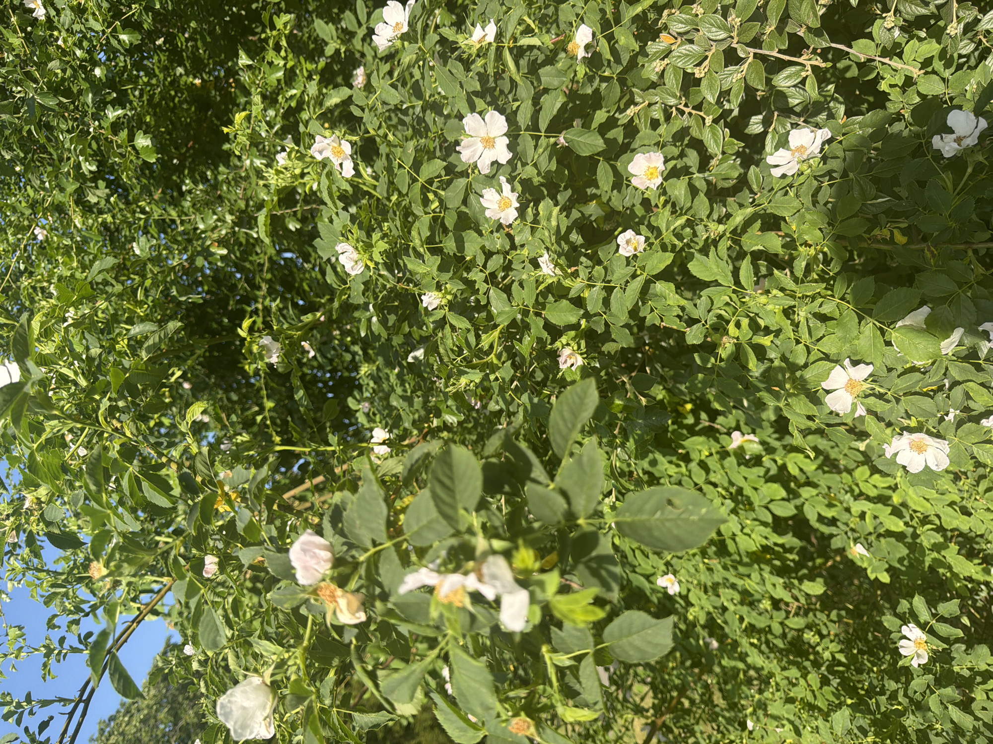 The image shows a bush with small white flowers and green leaves. It is outdoors, with a glimpse of blue sky in the lower left corner. The overall impression is of a dense, natural environment.
I have no information regarding the location in London, United Kingdom.