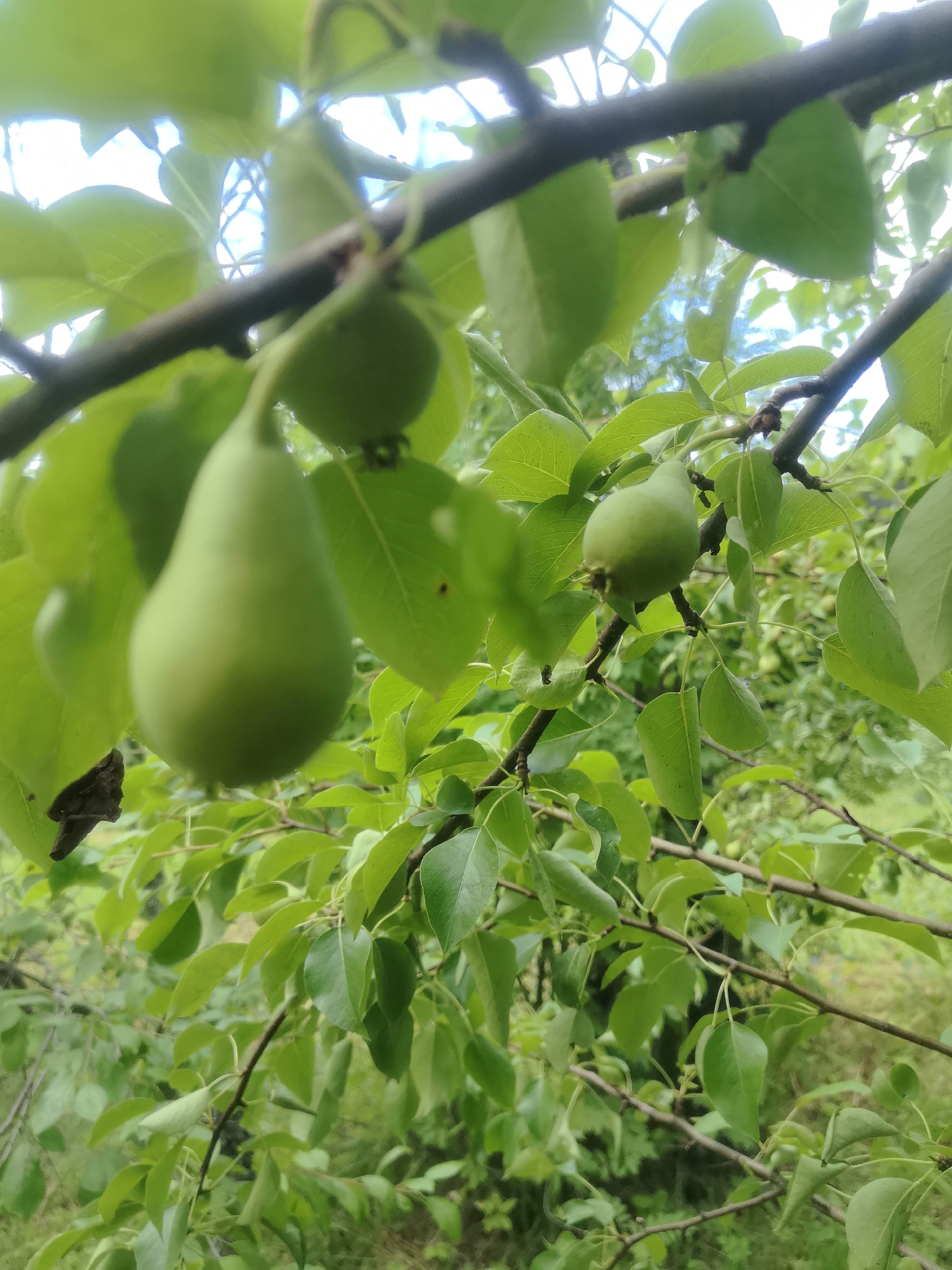 The image shows a close-up view of a pear tree branch with several unripe pears hanging from it. The pears are small, green, and have a typical pear shape. The leaves are green and appear healthy. The background is blurred, but suggests a natural environment with more trees and foliage. The lighting suggests it is daytime, possibly overcast or in the shade. The location is identified as Kashino, Russia. There are no people or animals visible in the image.