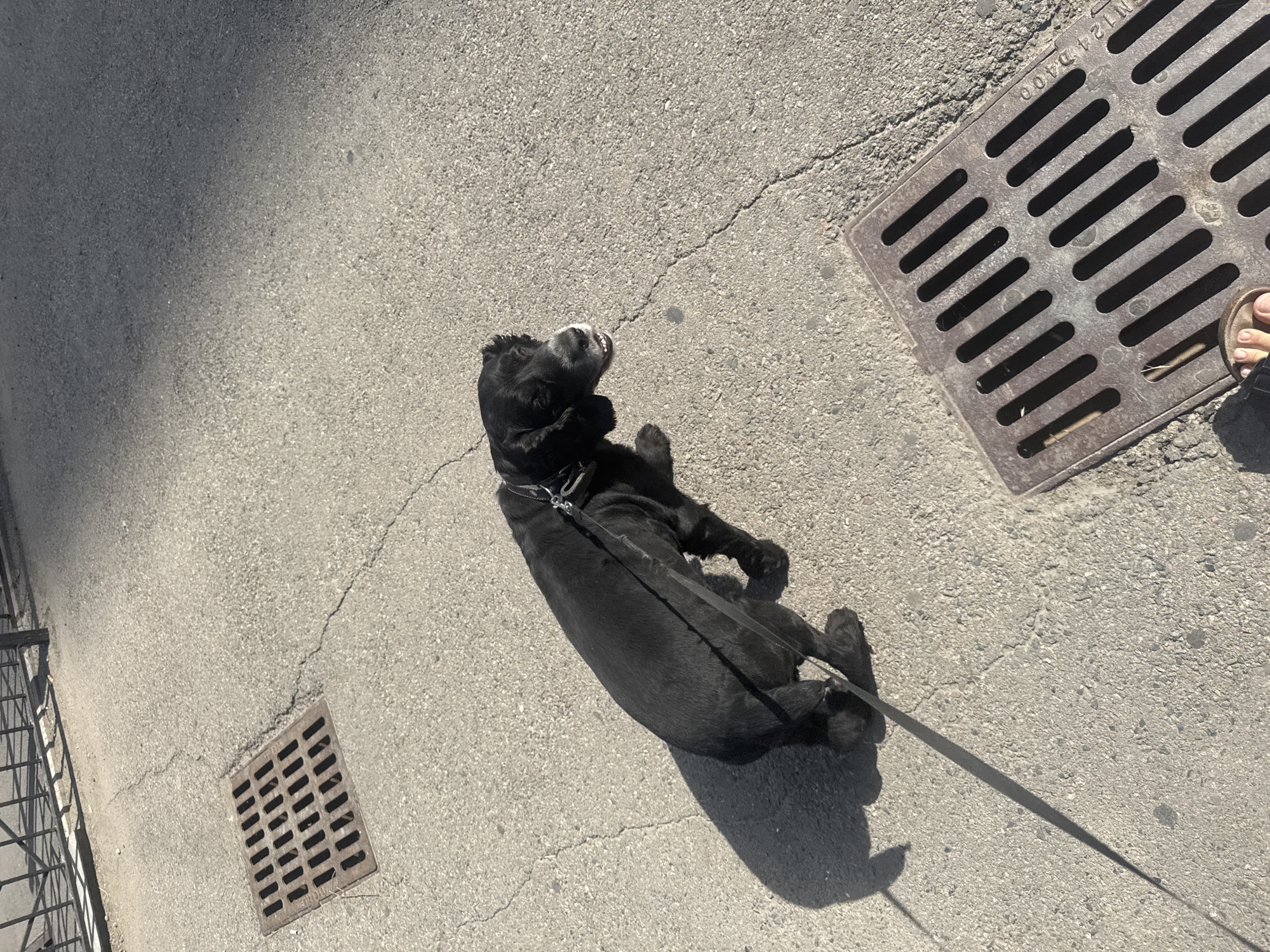 A black dog on a leash stands on a cracked asphalt sidewalk next to a metal grate. The dog is facing towards the right of the frame, looking slightly upwards. In the background, a metal fence is visible. The scene appears to be outdoors, possibly in a city setting. No specific landmarks in Almaty, Kazakhstan are identifiable.