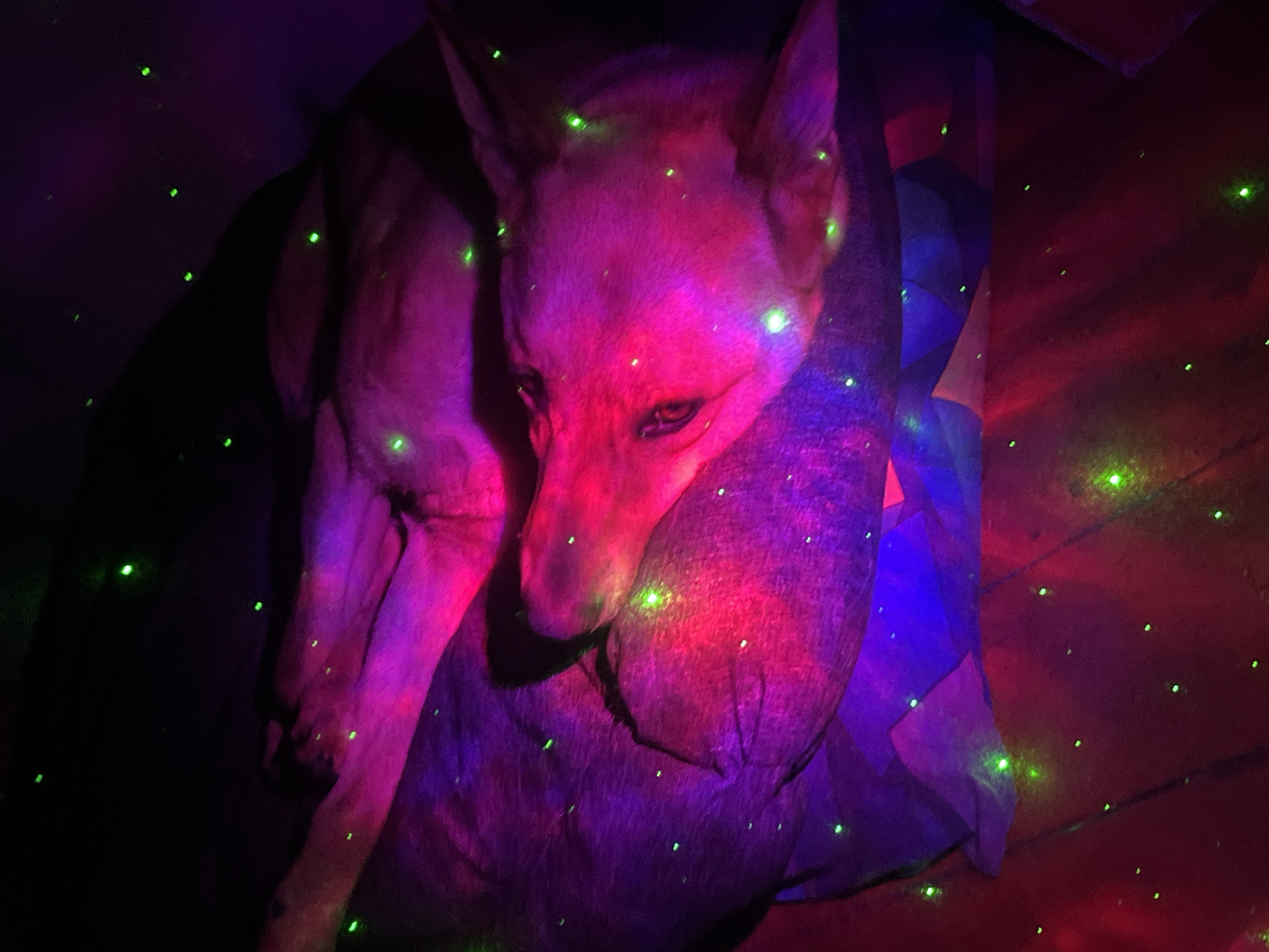 The image shows a dog lying on what appears to be a bed or soft surface, illuminated by colorful lights. The lighting is predominantly pink and purple, with green dots scattered across the scene, suggesting some form of decorative lighting or special effect. The dog's fur is illuminated, highlighting its features. The background is dark and indistinct, with some areas of blue light. There is no information in the image or context to suggest a location in Nizhny Tagil, Russia.