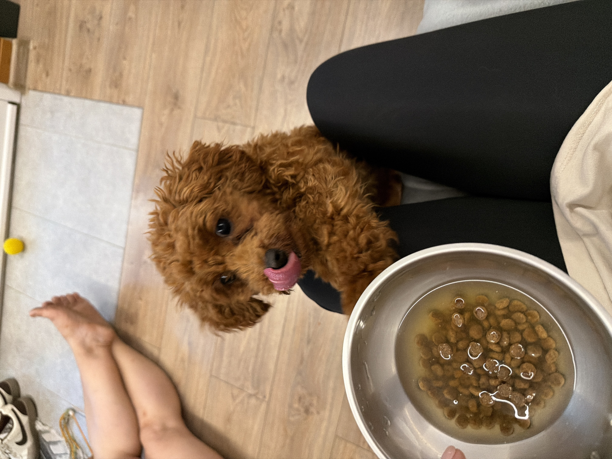 A brown poodle puppy is looking up with its tongue out, about to eat from a metal bowl of dog food. The puppy is lying on a wooden floor next to a person's legs, who is wearing black leggings. In the background, there are tiles, a yellow ball, and shoes. The scene appears to be indoors.